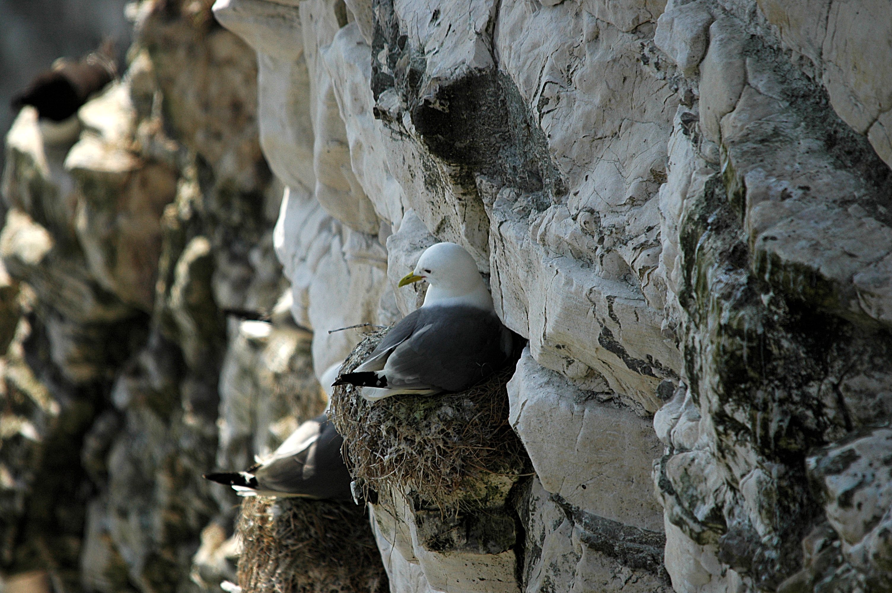 photos/wildlife/Bird_Species/067-Gulls/1694-Black-legged_Kittiwake/DSC_5683.JPG