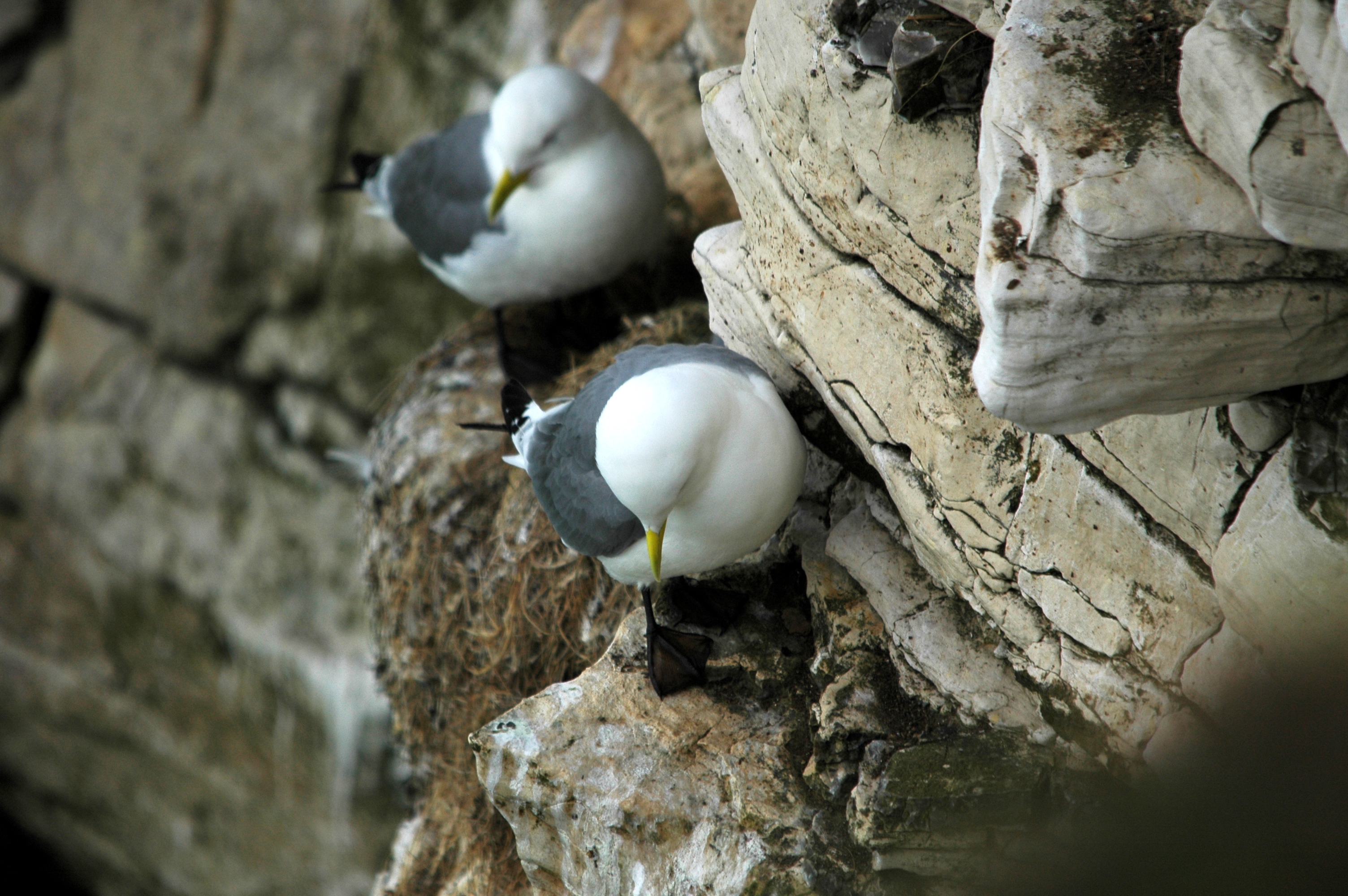 photos/wildlife/Bird_Species/067-Gulls/1694-Black-legged_Kittiwake/DSC_5747.JPG