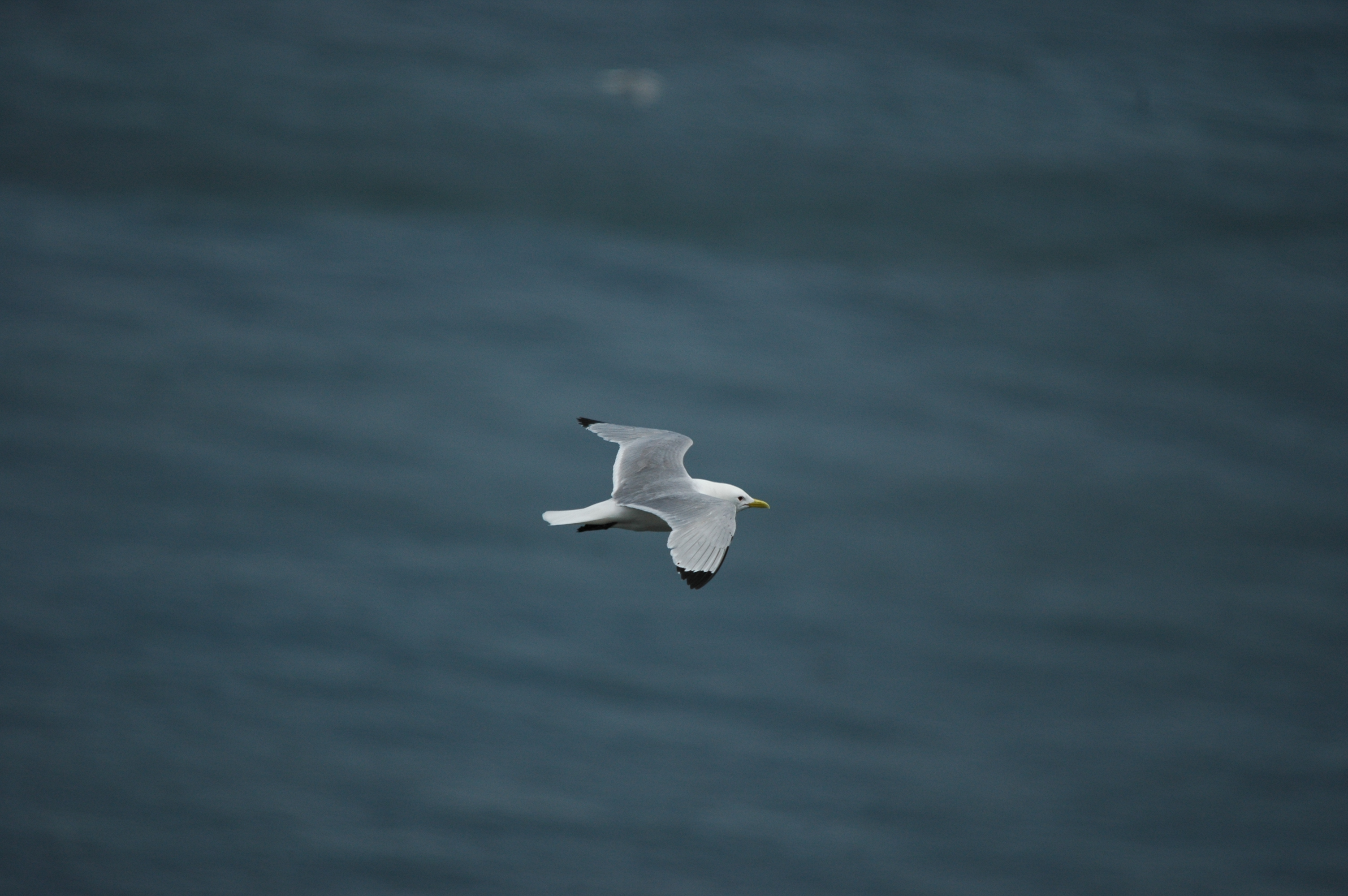 photos/wildlife/Bird_Species/067-Gulls/1694-Black-legged_Kittiwake/DSC_5758.JPG