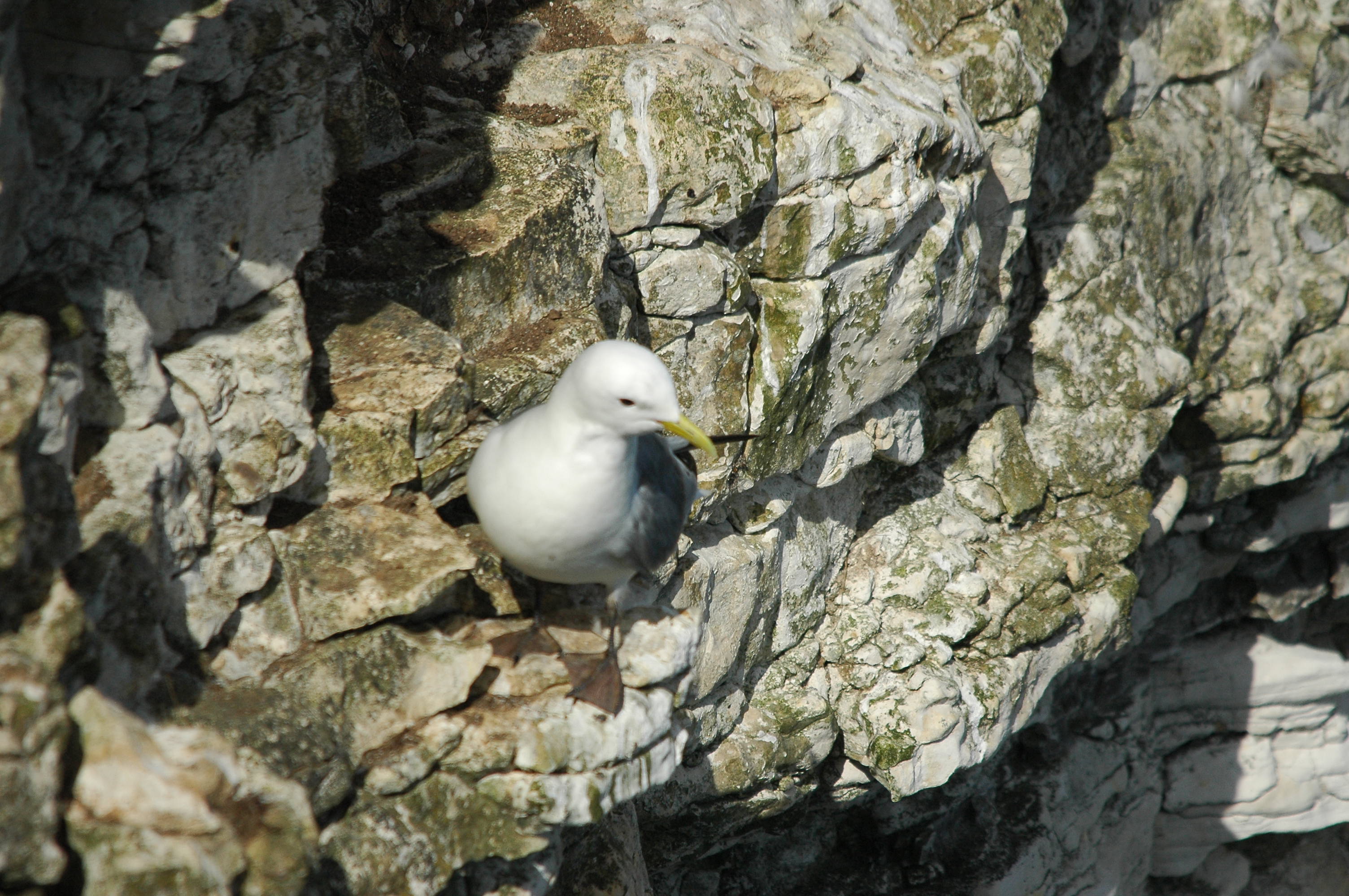 photos/wildlife/Bird_Species/067-Gulls/1694-Black-legged_Kittiwake/dsc_2571.jpg