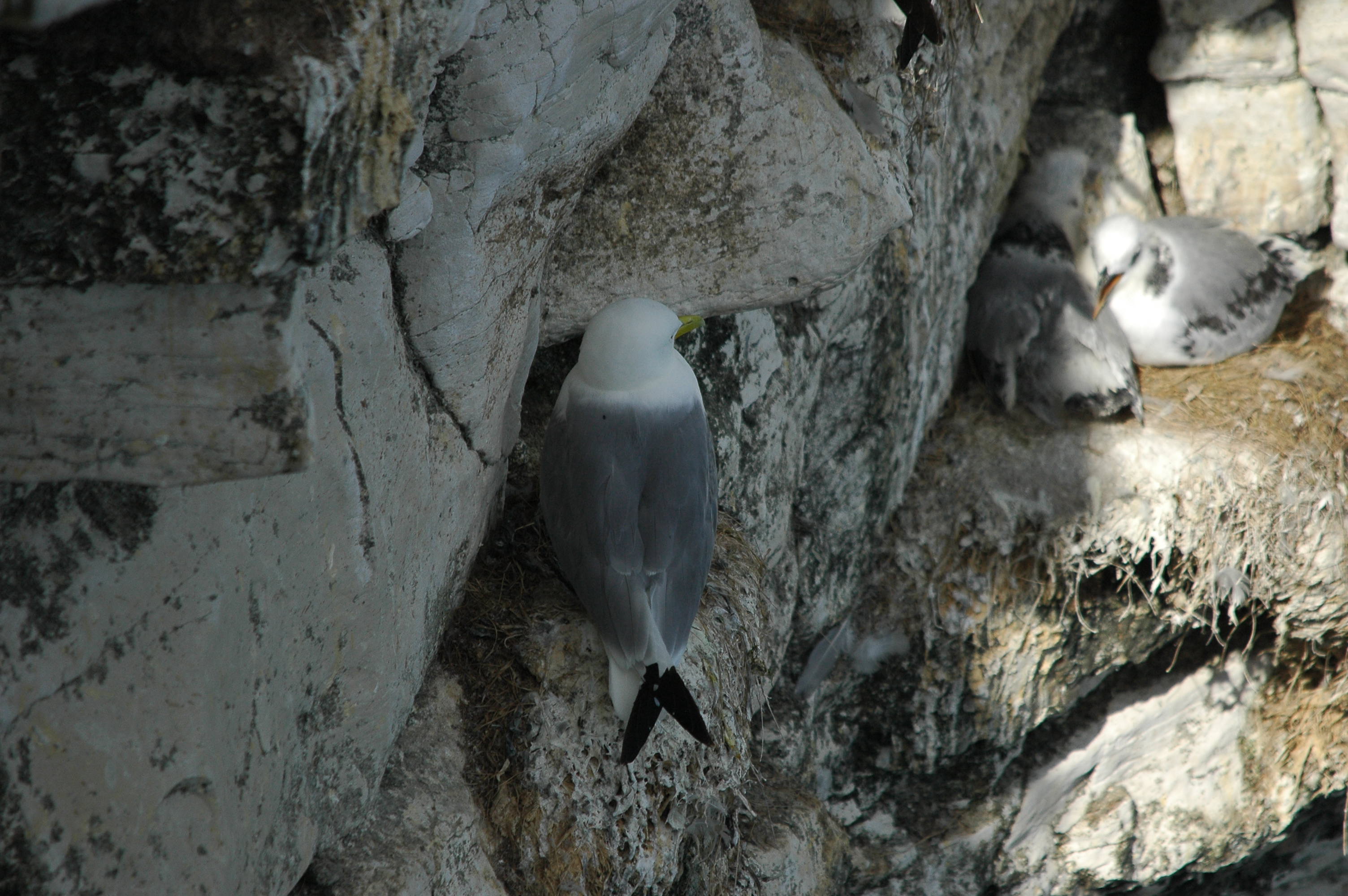 photos/wildlife/Bird_Species/067-Gulls/1694-Black-legged_Kittiwake/dsc_2572.jpg