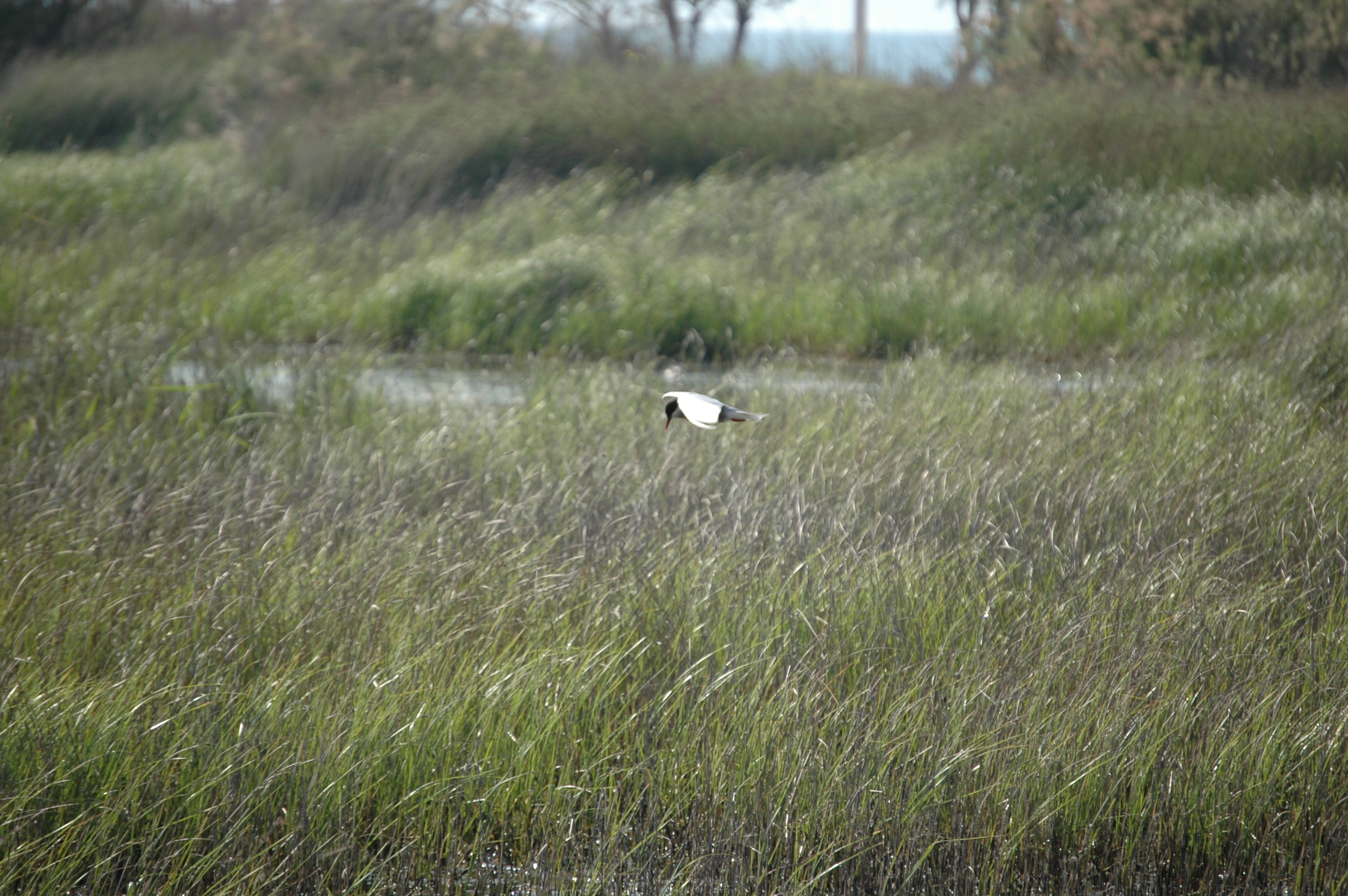 photos/wildlife/Bird_Species/068-Terns/1696-Whiskered_Tern/20060425-Lesvos-02.jpg