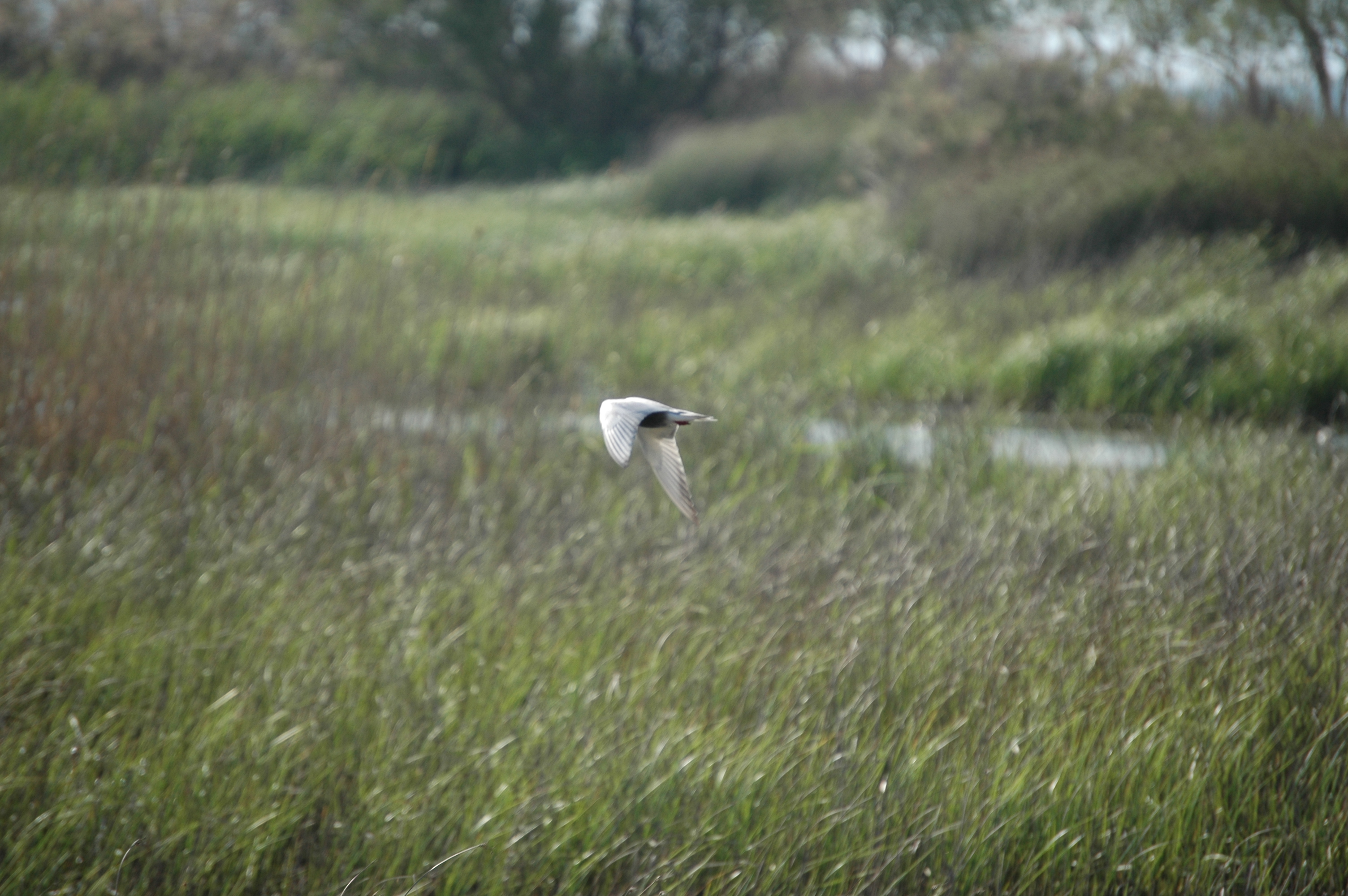photos/wildlife/Bird_Species/068-Terns/1696-Whiskered_Tern/20060425-Lesvos-03.jpg