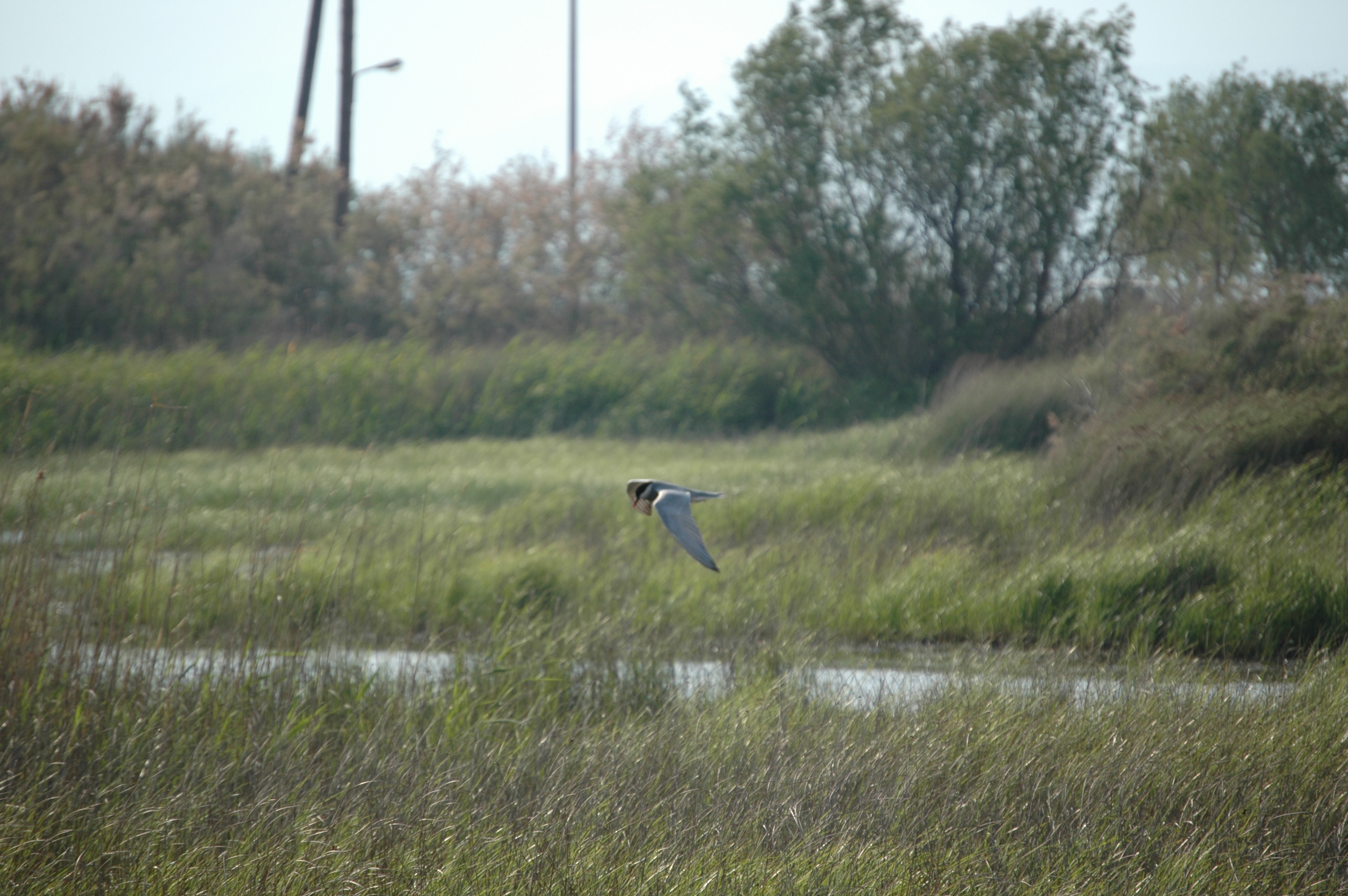 photos/wildlife/Bird_Species/068-Terns/1696-Whiskered_Tern/20060426-Lesvos-01.jpg