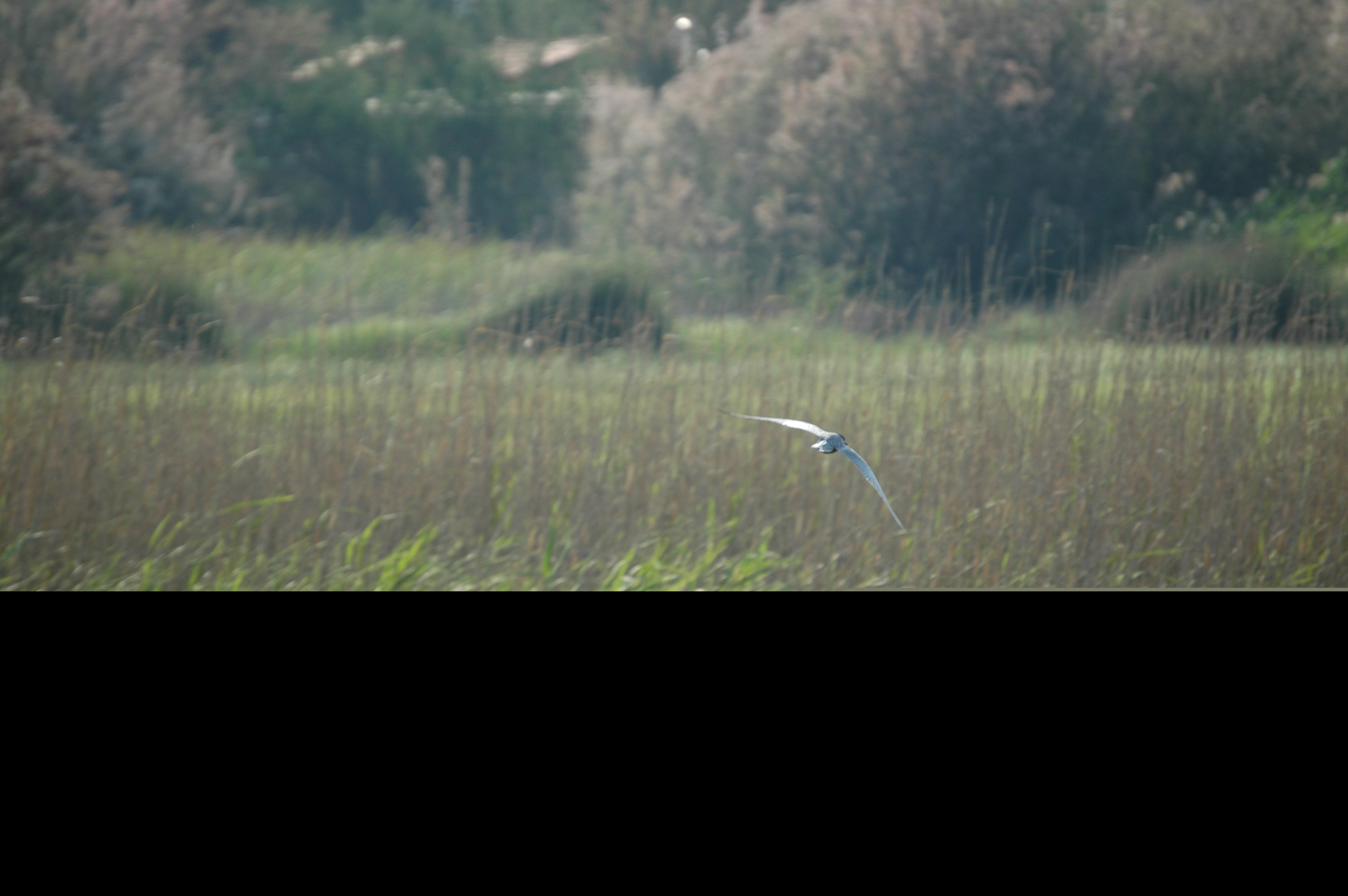 photos/wildlife/Bird_Species/068-Terns/1696-Whiskered_Tern/20060426-Lesvos-02.jpg