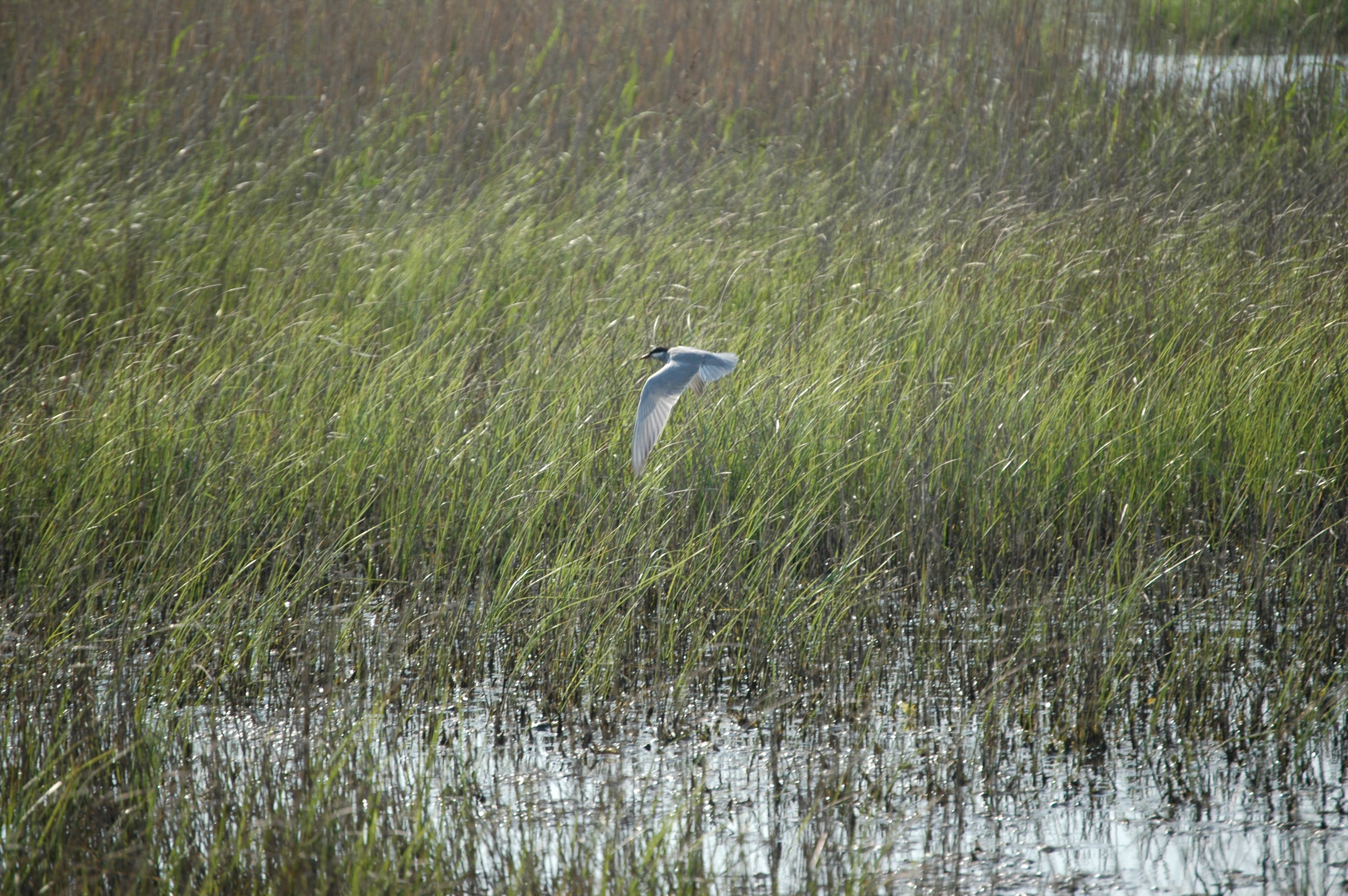 photos/wildlife/Bird_Species/068-Terns/1696-Whiskered_Tern/20060426-Lesvos-03.jpg