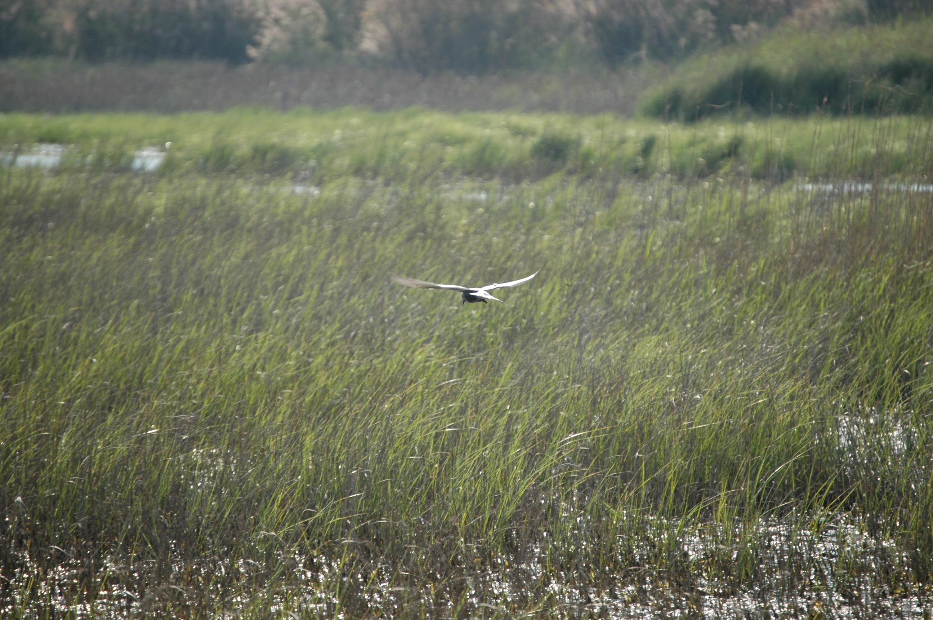photos/wildlife/Bird_Species/068-Terns/1696-Whiskered_Tern/20060426-Lesvos-04.jpg