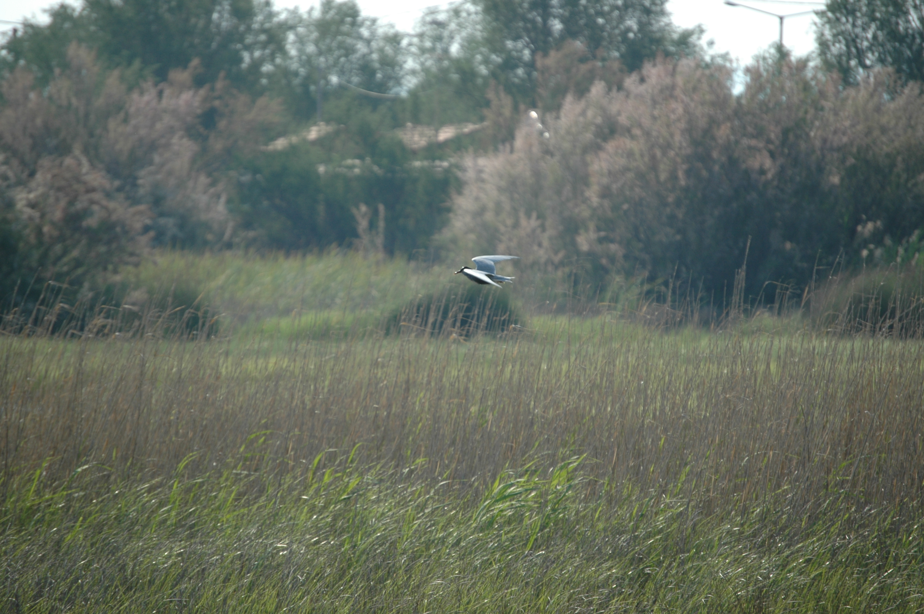 photos/wildlife/Bird_Species/068-Terns/1696-Whiskered_Tern/20060426-Lesvos-05.jpg