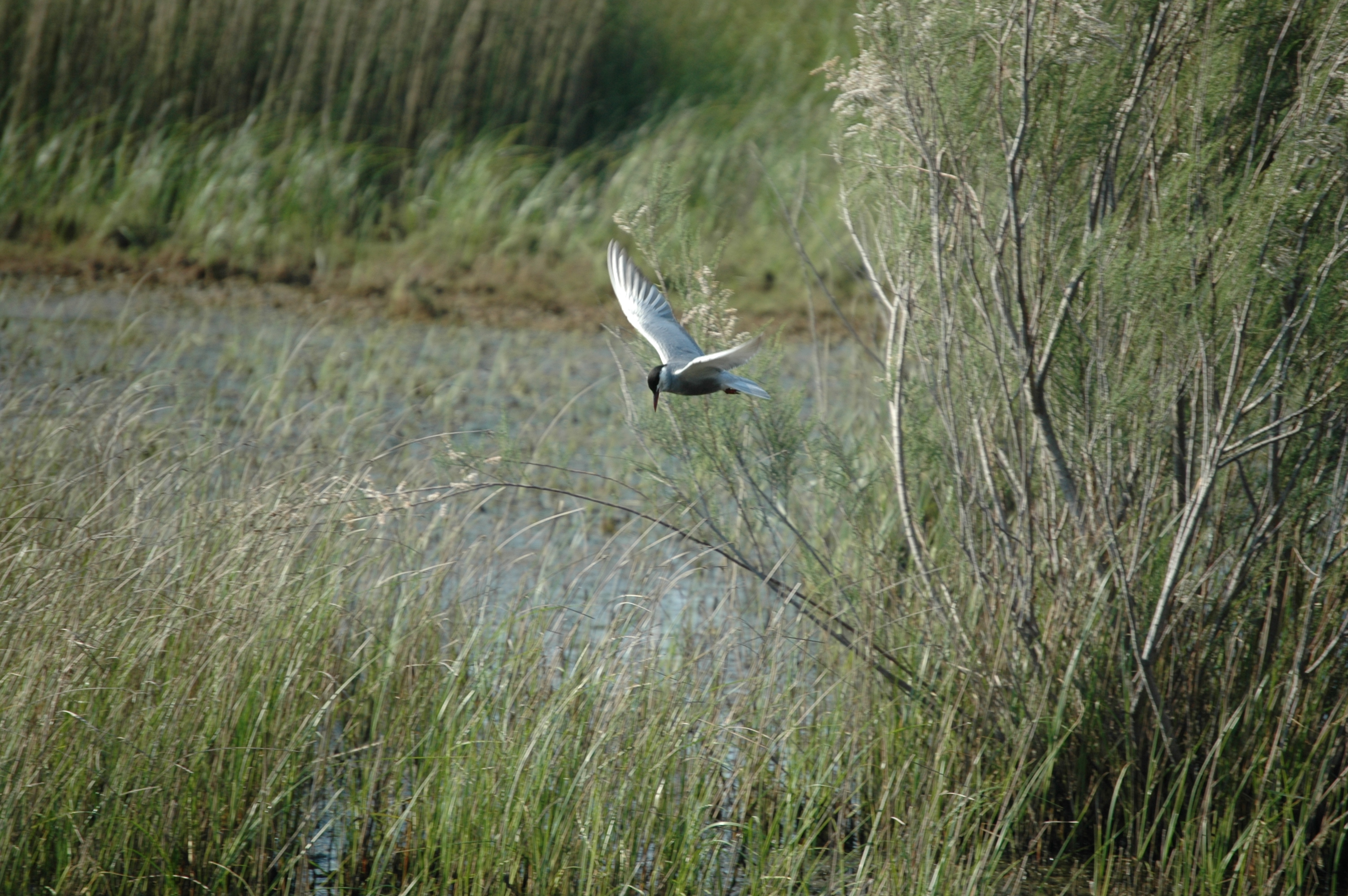 photos/wildlife/Bird_Species/068-Terns/1696-Whiskered_Tern/20060426-Lesvos-06.jpg