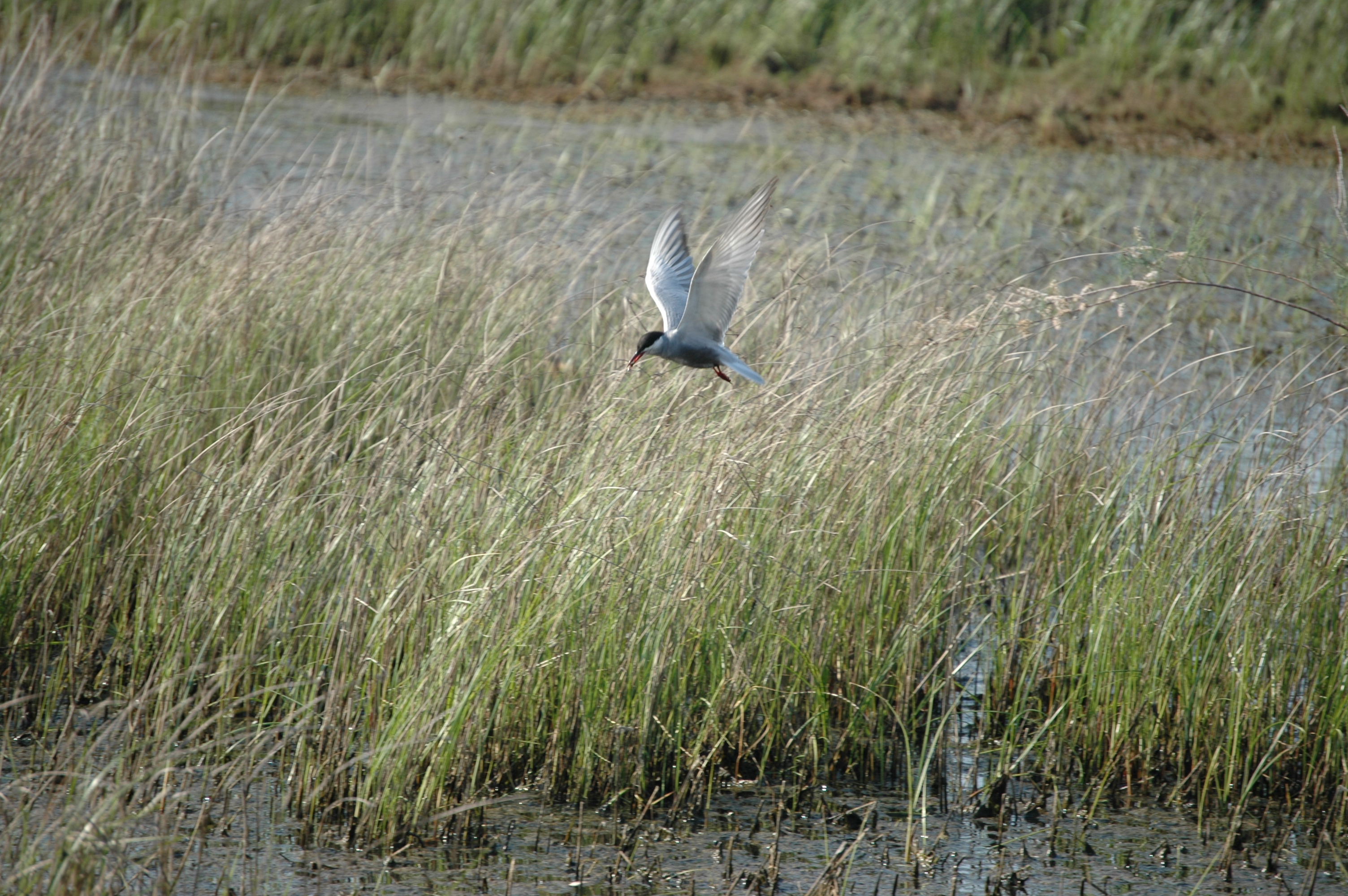 photos/wildlife/Bird_Species/068-Terns/1696-Whiskered_Tern/20060426-Lesvos-07.jpg