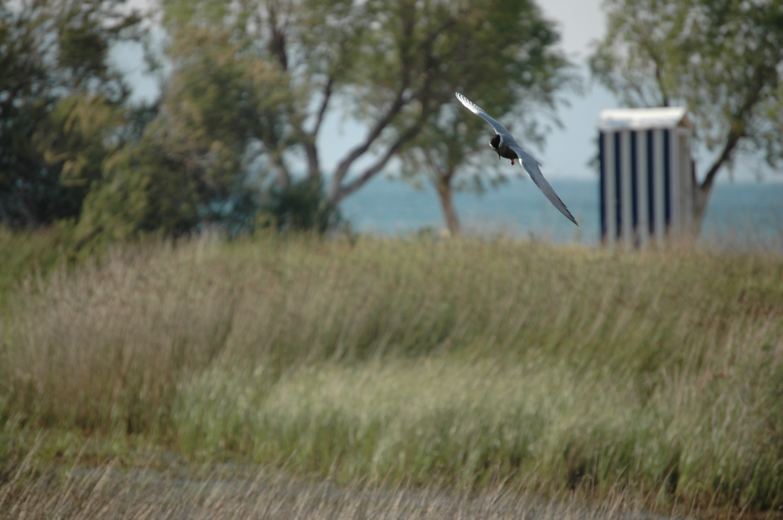 photos/wildlife/Bird_Species/068-Terns/1696-Whiskered_Tern/20060426-Lesvos-08.jpg