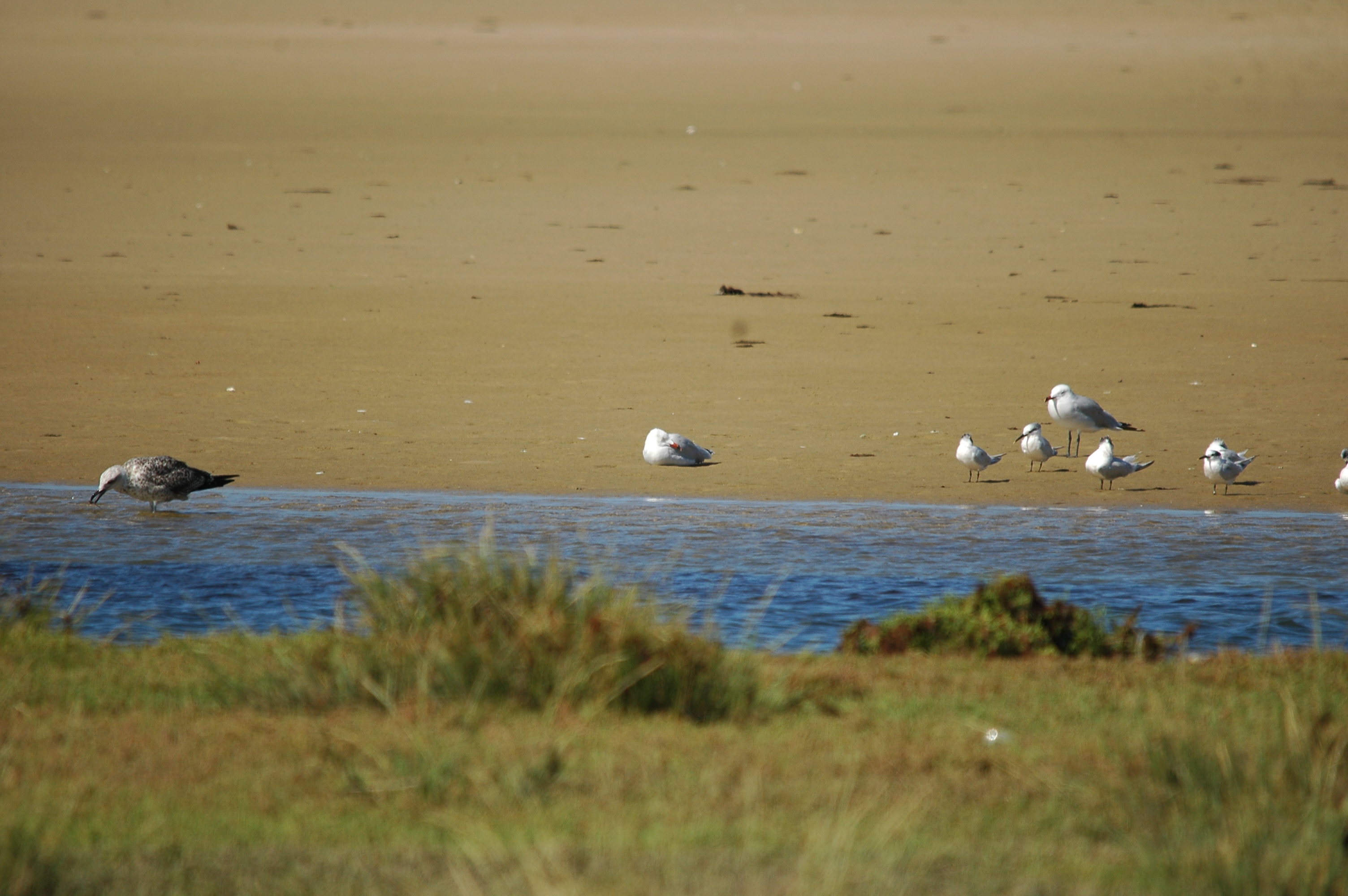 photos/wildlife/Bird_Species/068-Terns/1707-Sandwich_Tern/20090923-Spain-01.jpg