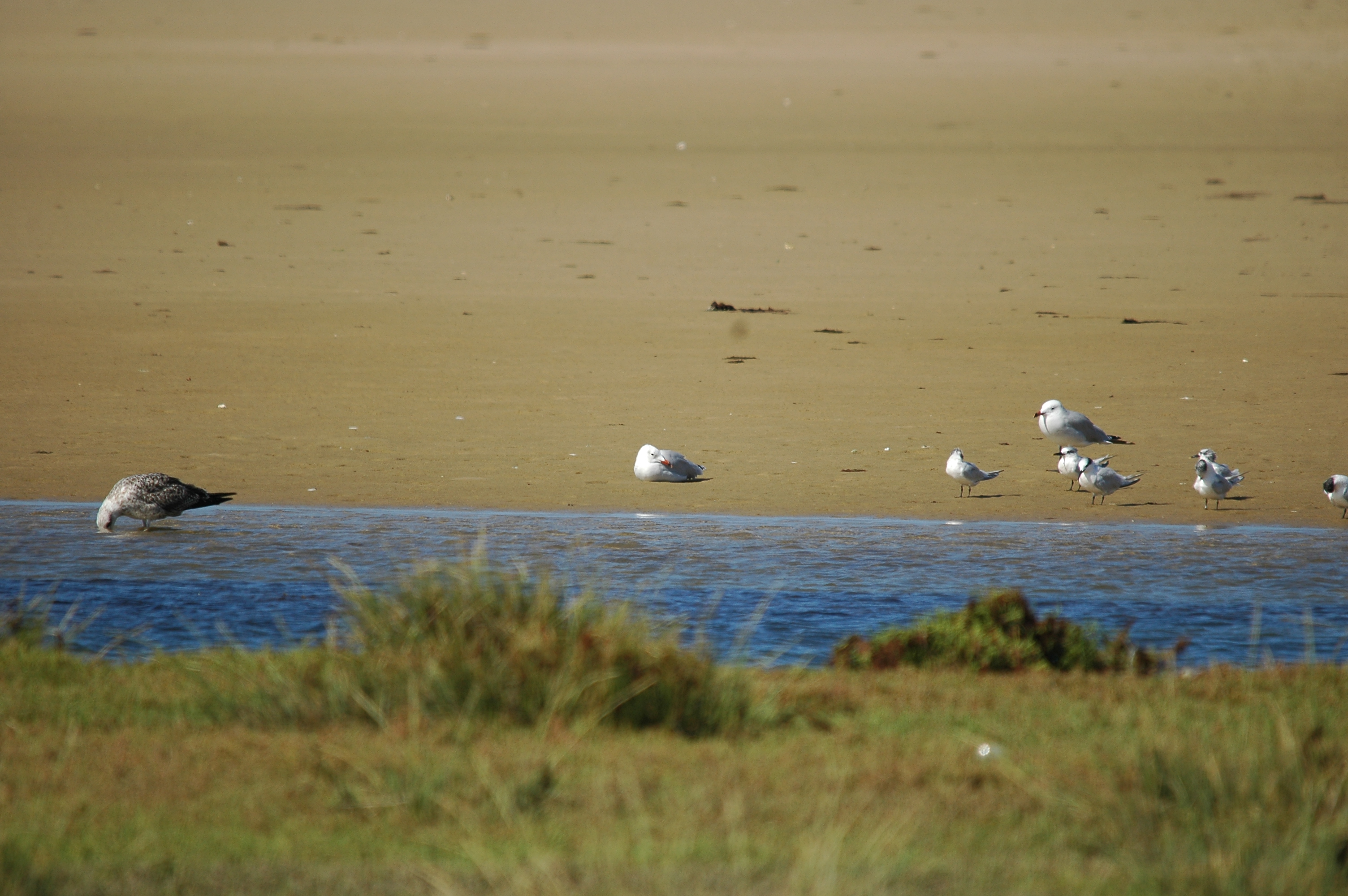 photos/wildlife/Bird_Species/068-Terns/1707-Sandwich_Tern/20090923-Spain-02.jpg