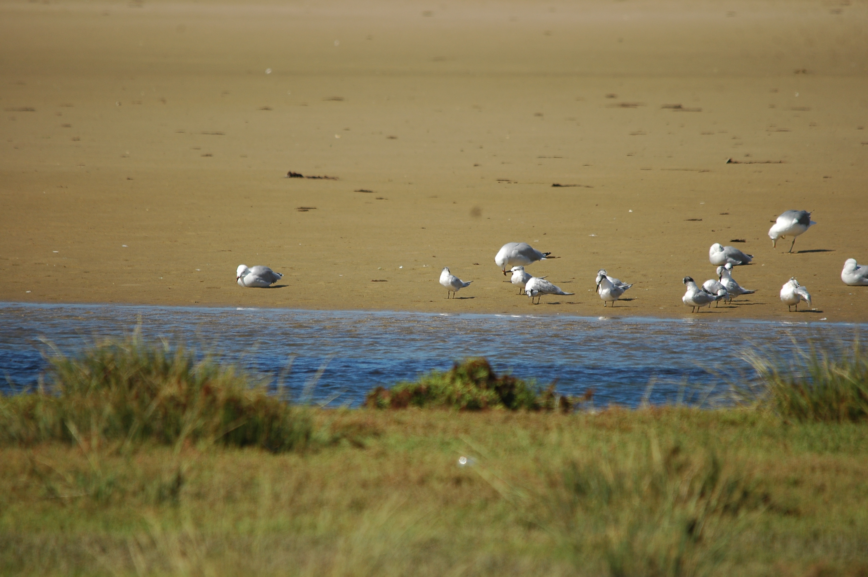 photos/wildlife/Bird_Species/068-Terns/1707-Sandwich_Tern/20090923-Spain-03.jpg