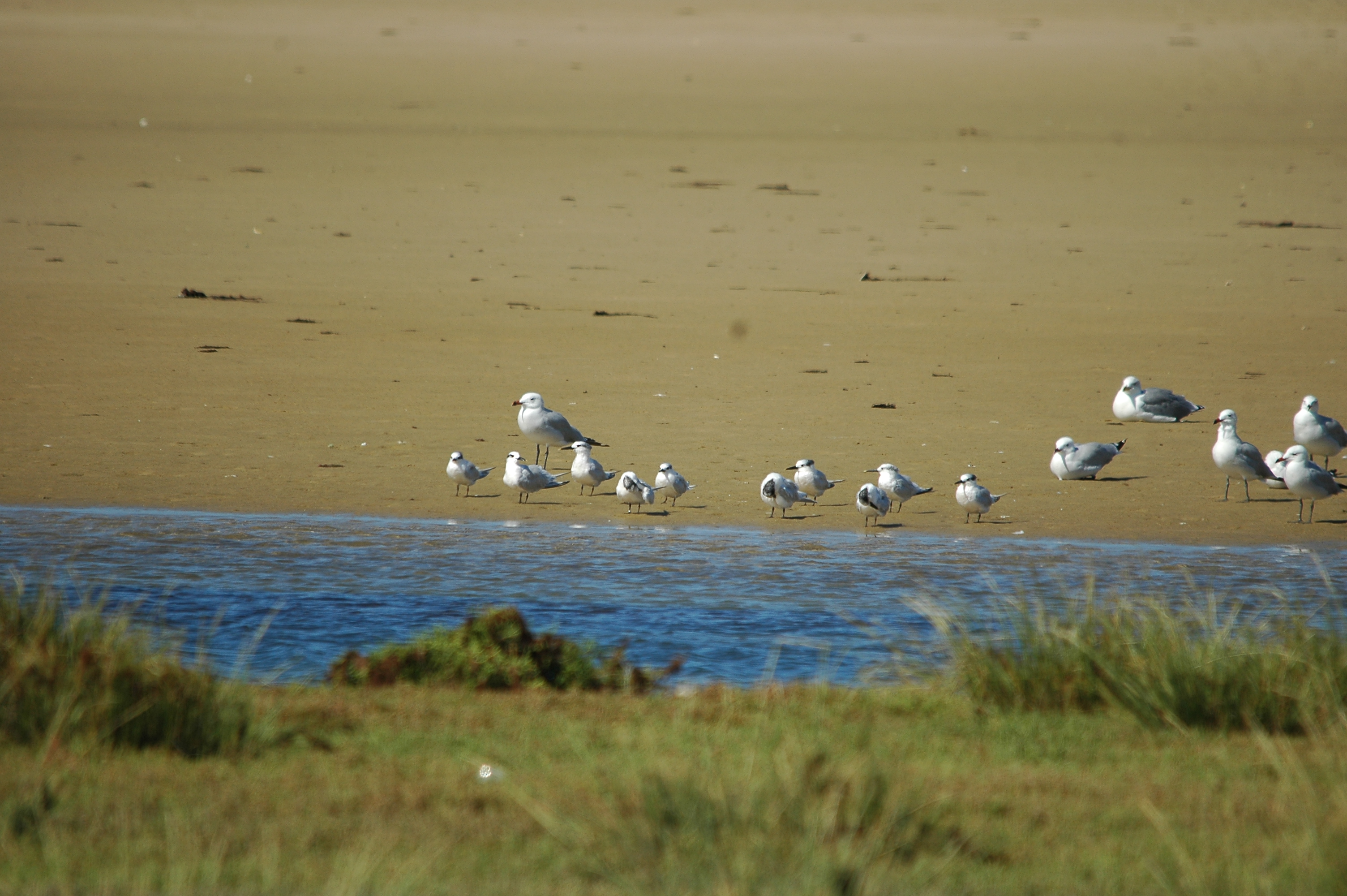 photos/wildlife/Bird_Species/068-Terns/1707-Sandwich_Tern/20090923-Spain-04.jpg