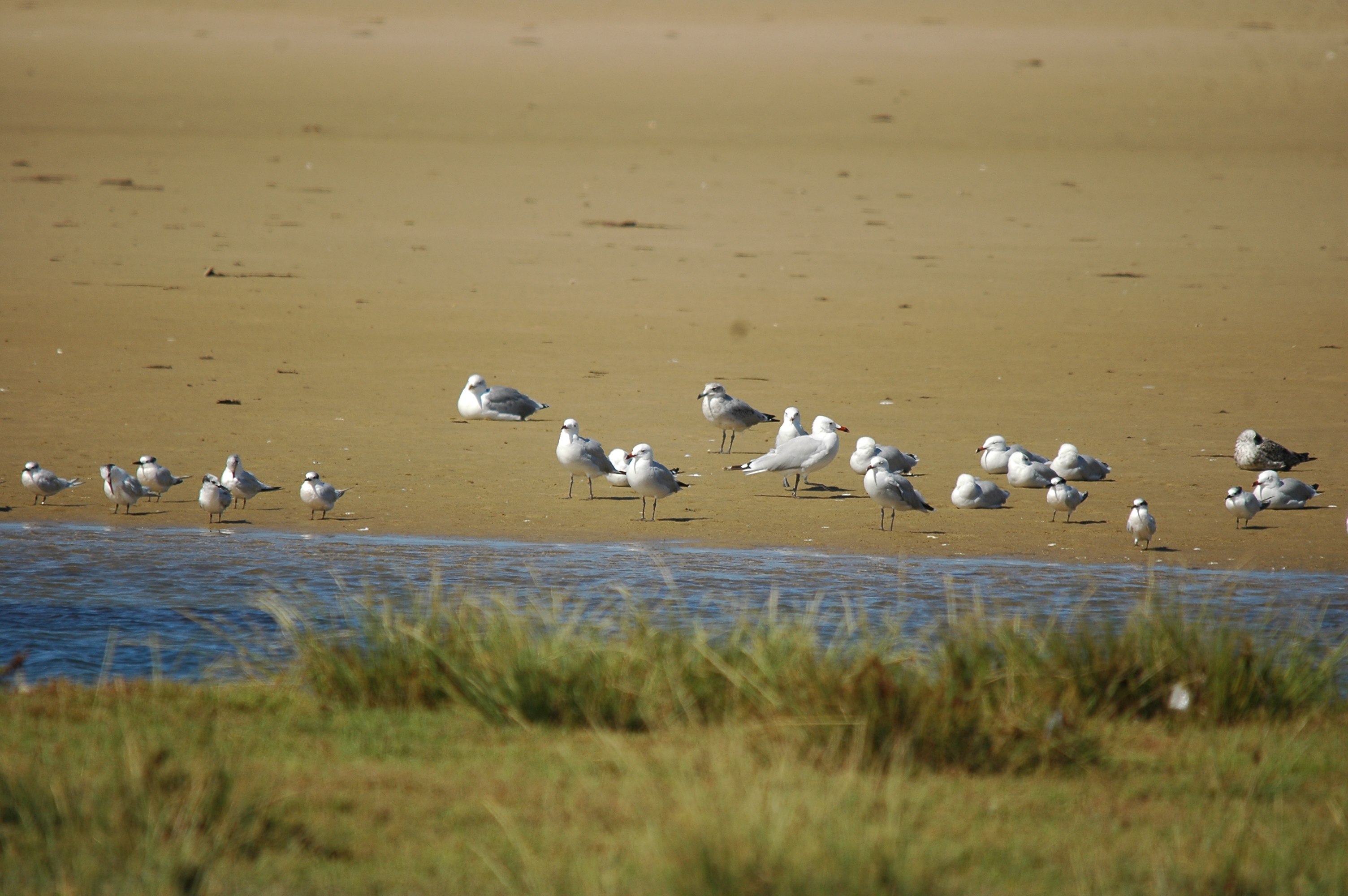 photos/wildlife/Bird_Species/068-Terns/1707-Sandwich_Tern/20090923-Spain-05.jpg