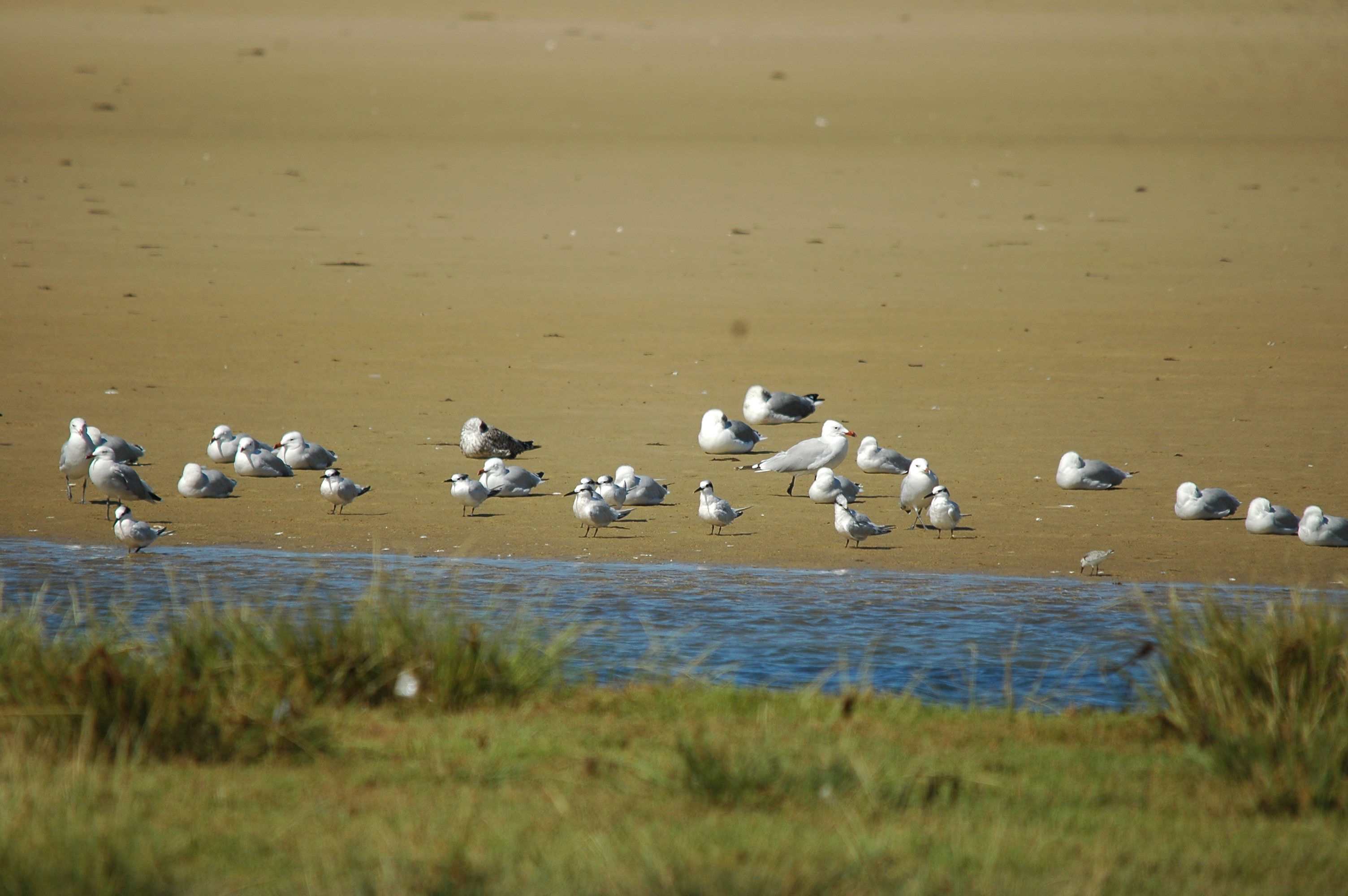photos/wildlife/Bird_Species/068-Terns/1707-Sandwich_Tern/20090923-Spain-06.jpg