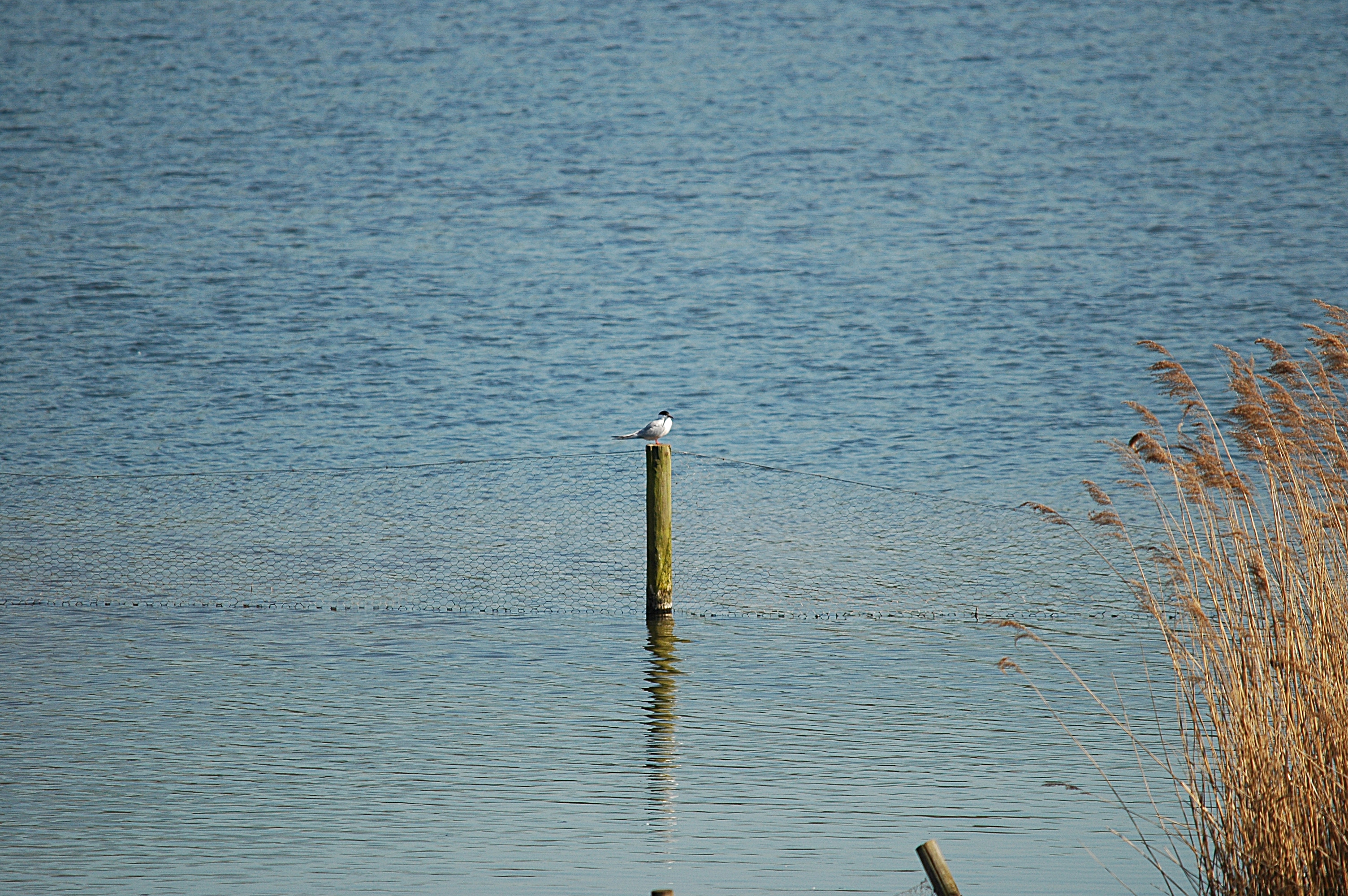 photos/wildlife/Bird_Species/068-Terns/1710-Common_Tern/DSC_5536.JPG