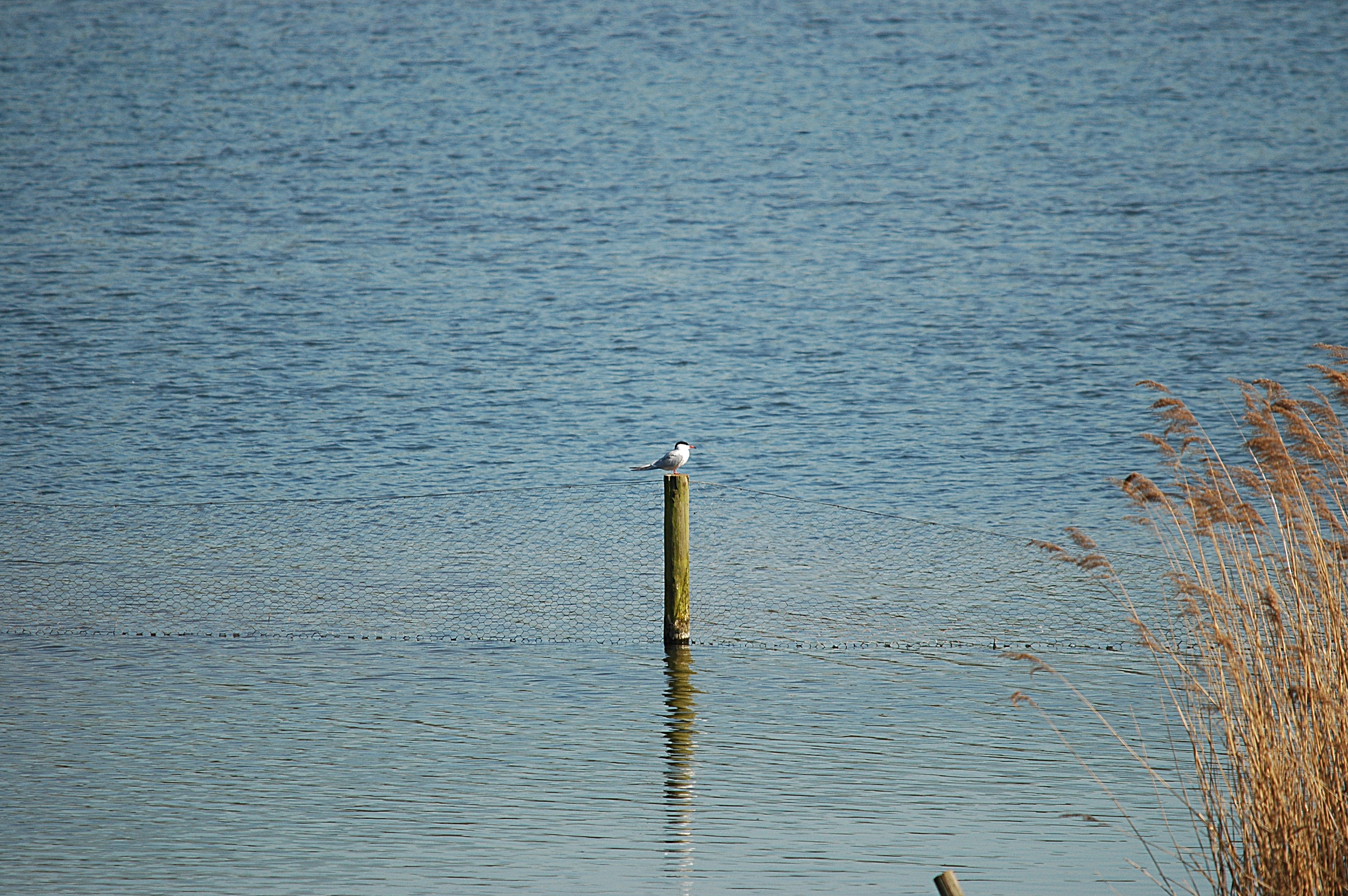 photos/wildlife/Bird_Species/068-Terns/1710-Common_Tern/DSC_5537.JPG
