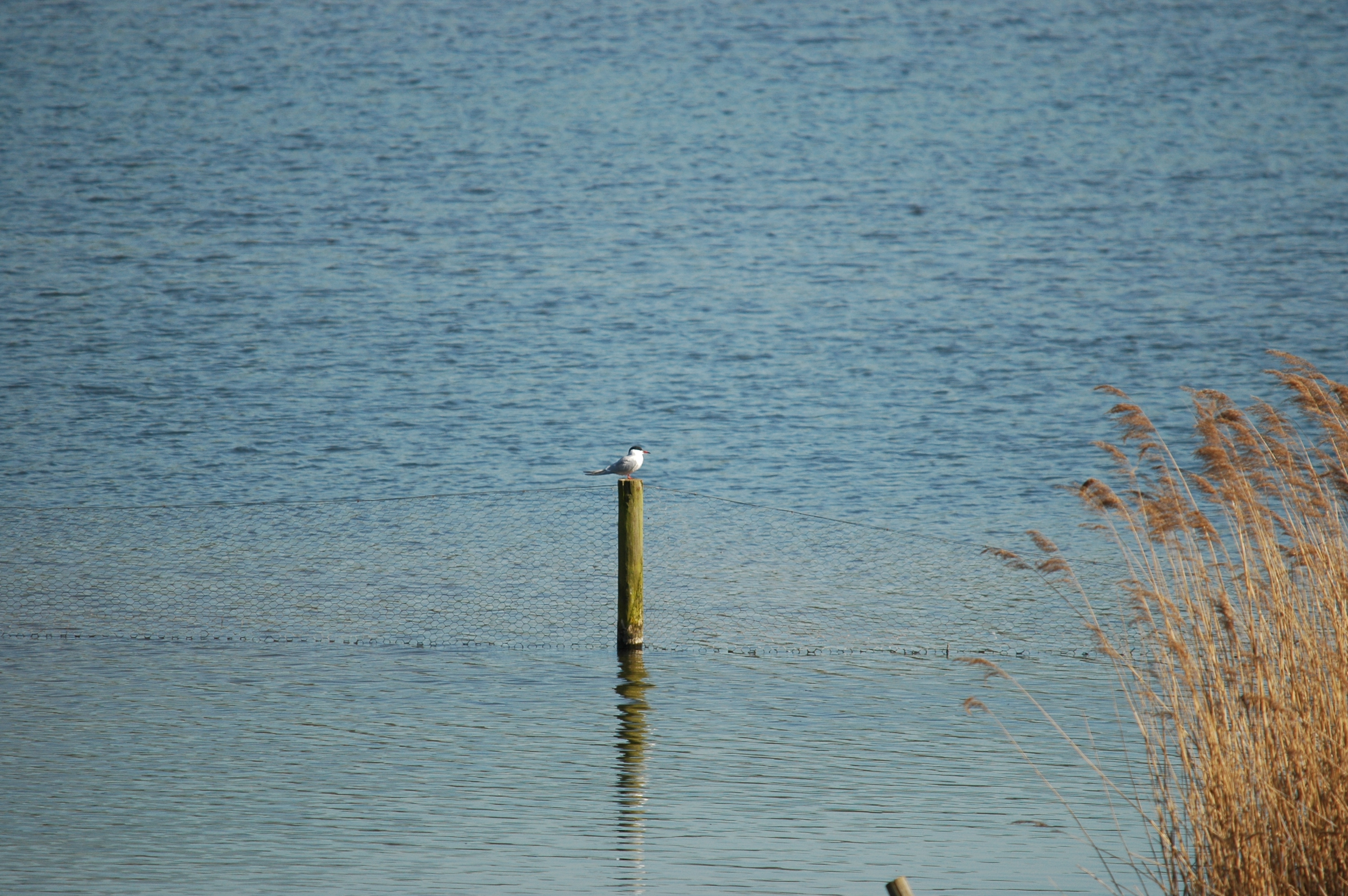photos/wildlife/Bird_Species/068-Terns/1710-Common_Tern/DSC_5538.JPG