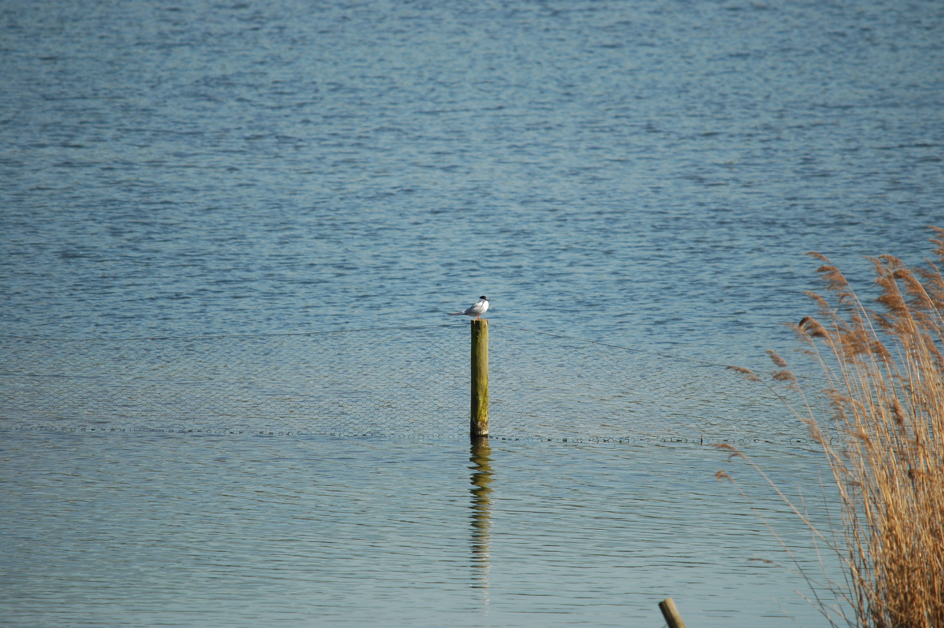 photos/wildlife/Bird_Species/068-Terns/1710-Common_Tern/DSC_5539.JPG