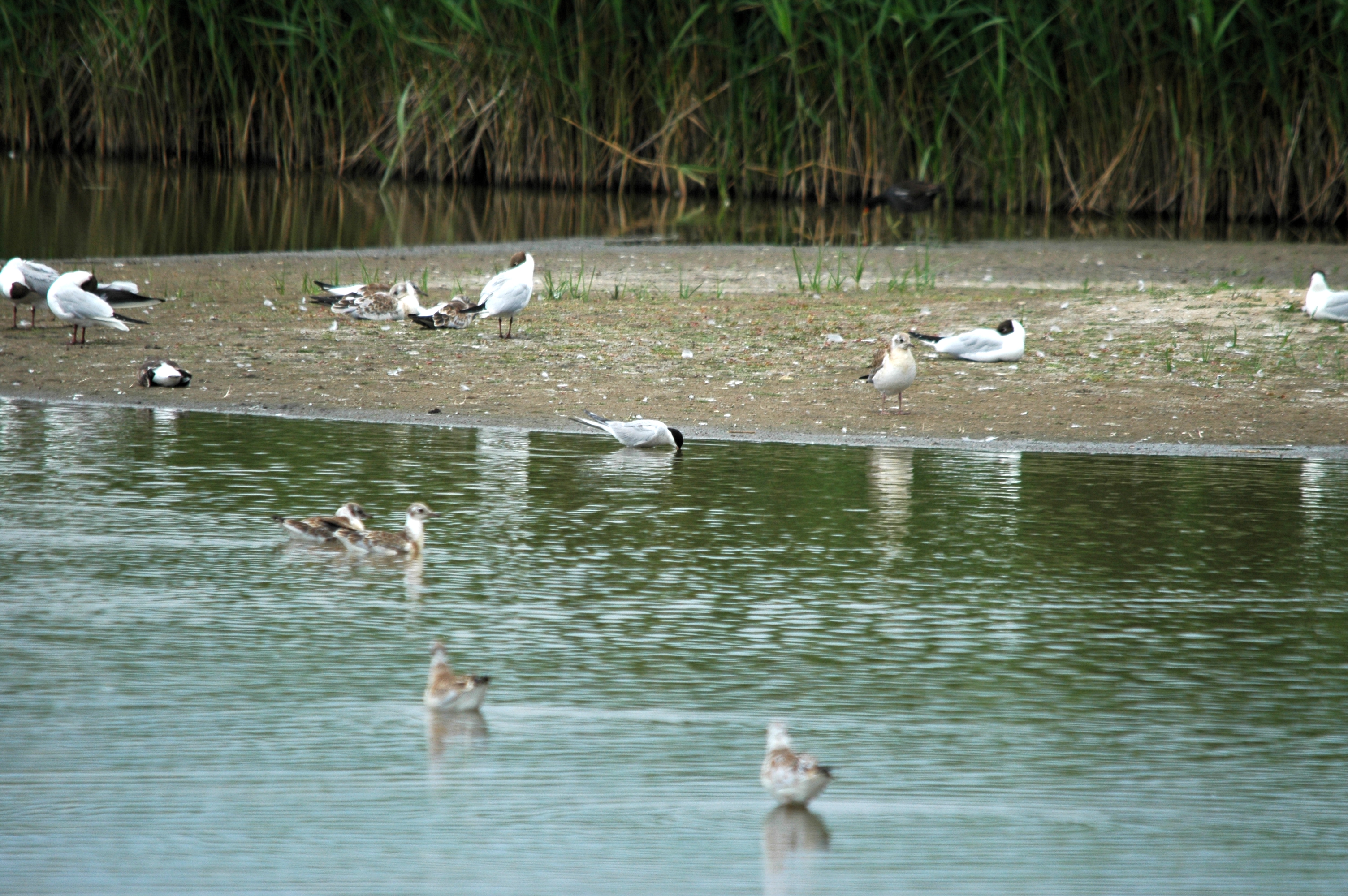 photos/wildlife/Bird_Species/068-Terns/1710-Common_Tern/DSC_6380.JPG
