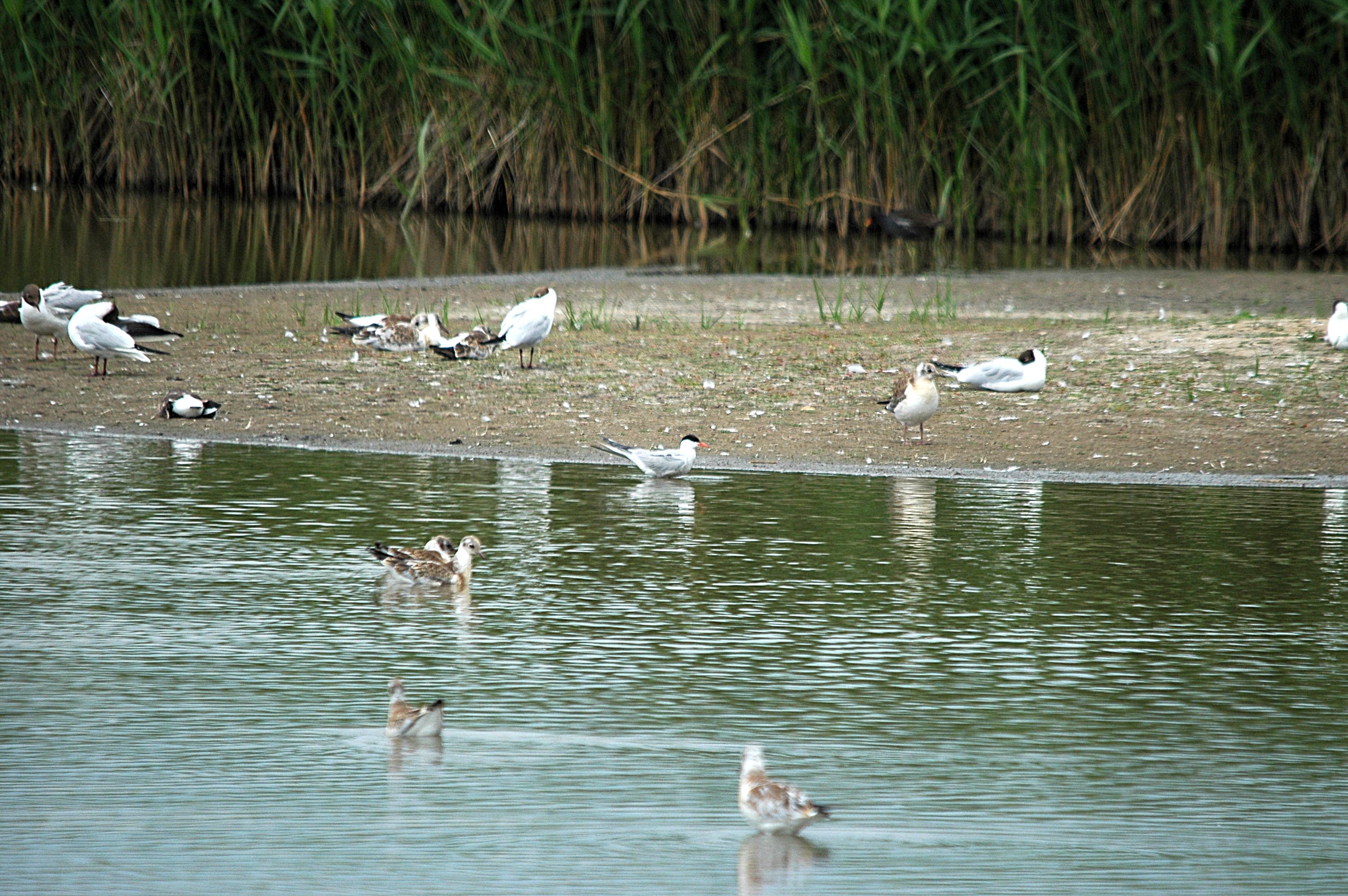 photos/wildlife/Bird_Species/068-Terns/1710-Common_Tern/DSC_6381.JPG