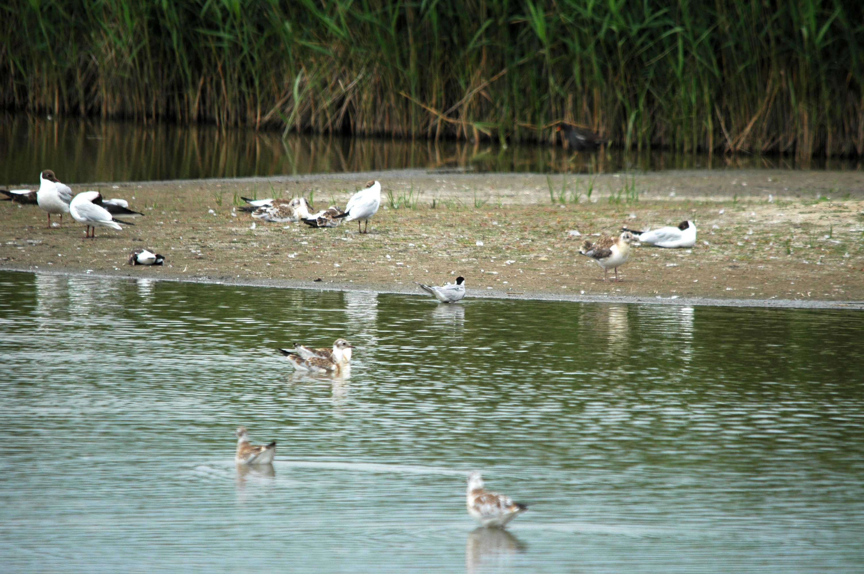 photos/wildlife/Bird_Species/068-Terns/1710-Common_Tern/DSC_6382.JPG