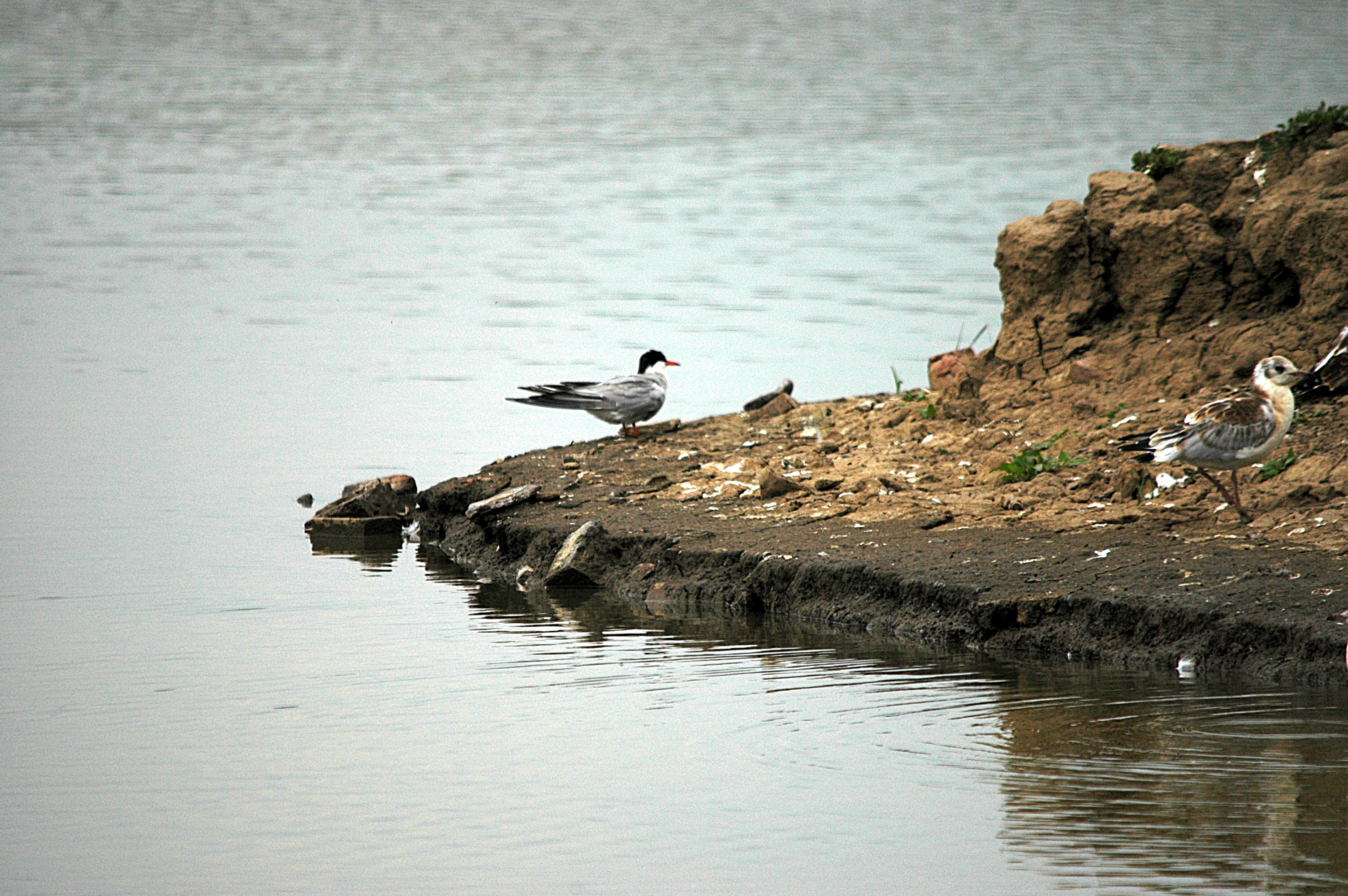 photos/wildlife/Bird_Species/068-Terns/1710-Common_Tern/DSC_6383.JPG