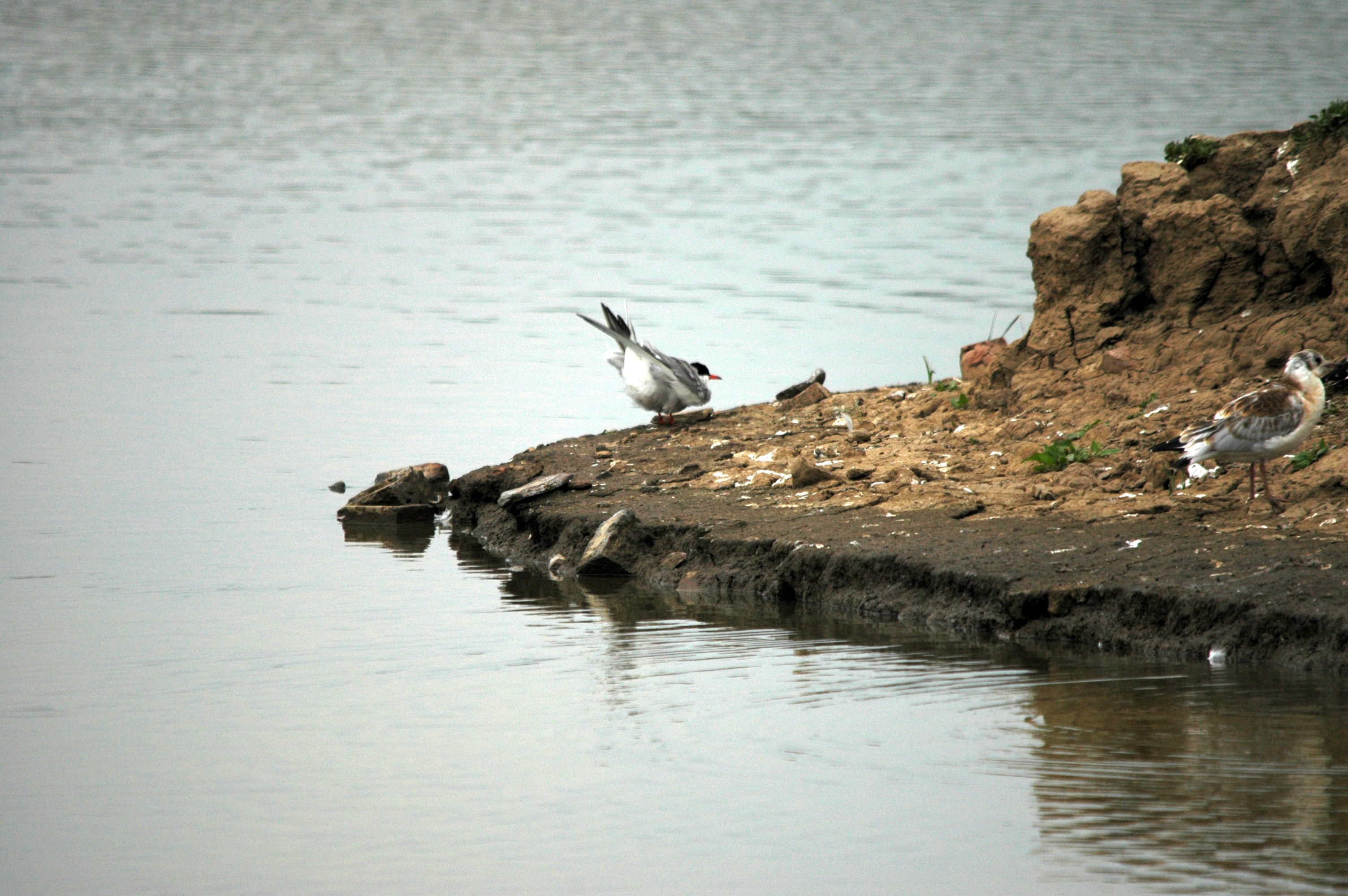 photos/wildlife/Bird_Species/068-Terns/1710-Common_Tern/DSC_6384.JPG