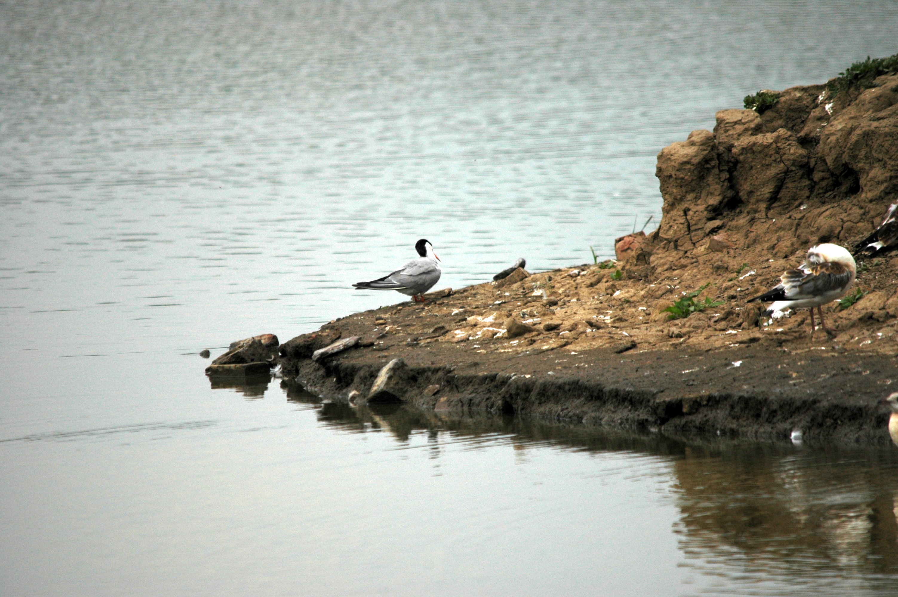 photos/wildlife/Bird_Species/068-Terns/1710-Common_Tern/DSC_6385.JPG