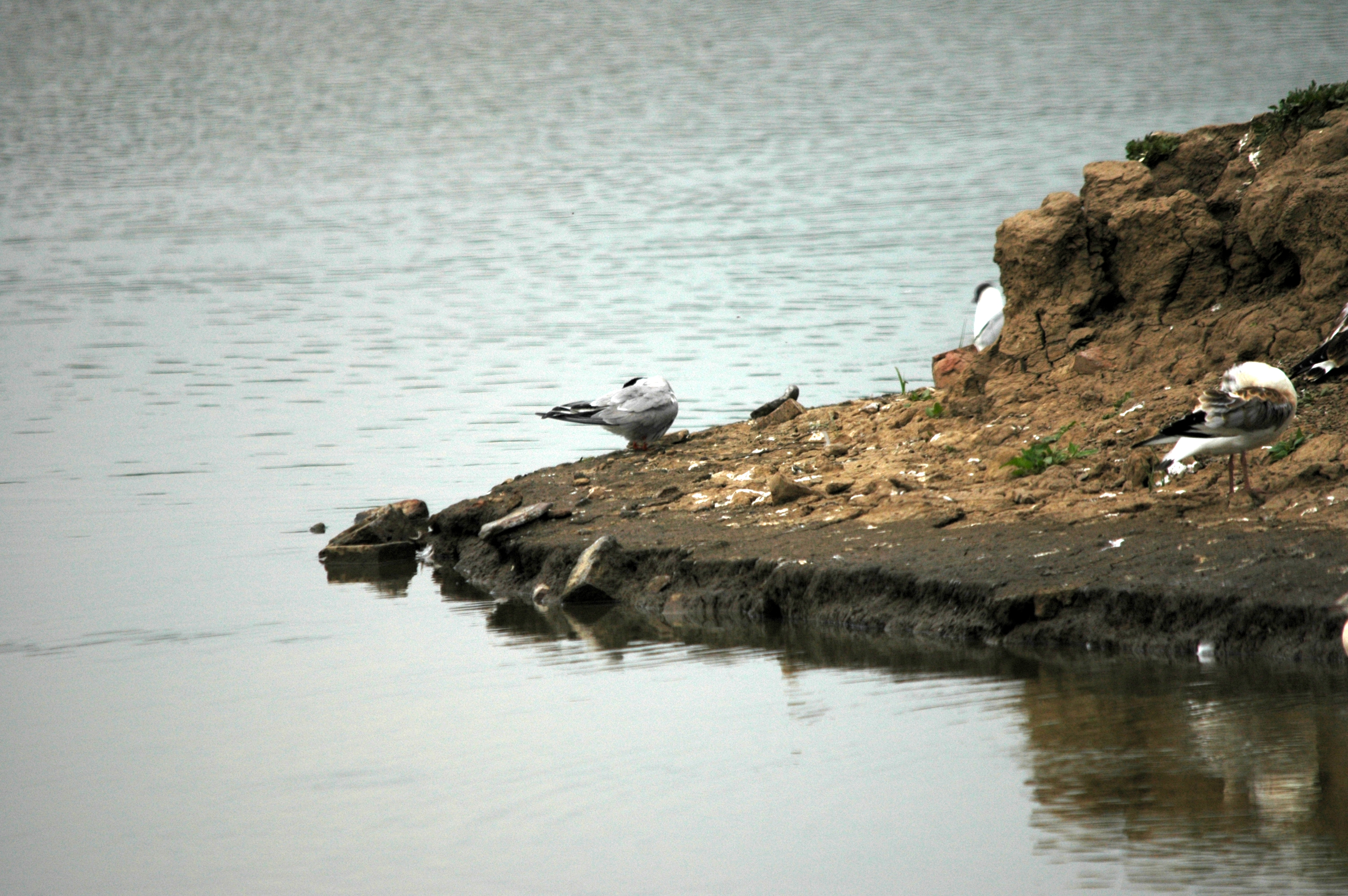 photos/wildlife/Bird_Species/068-Terns/1710-Common_Tern/DSC_6386.JPG