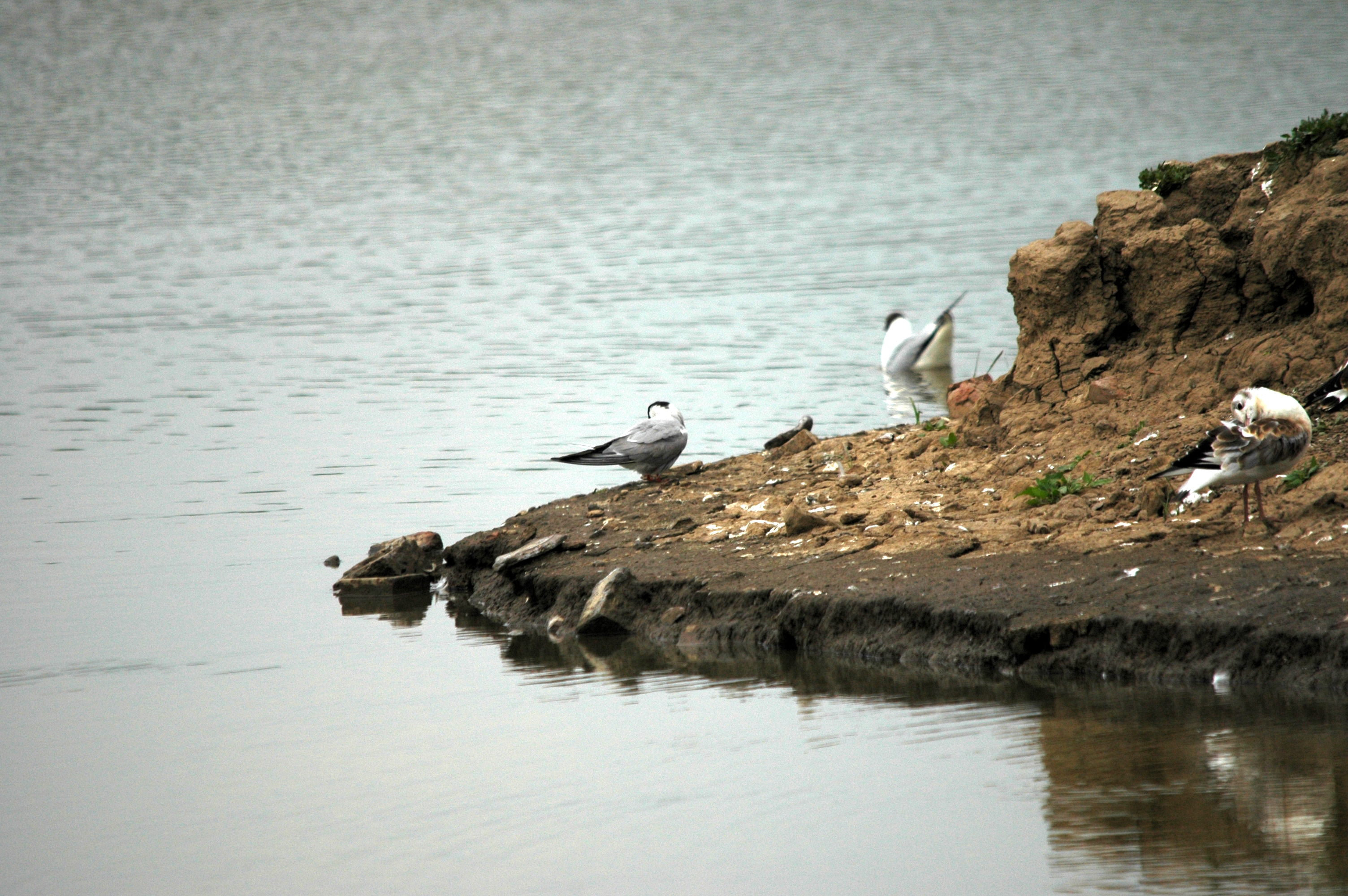 photos/wildlife/Bird_Species/068-Terns/1710-Common_Tern/DSC_6387.JPG