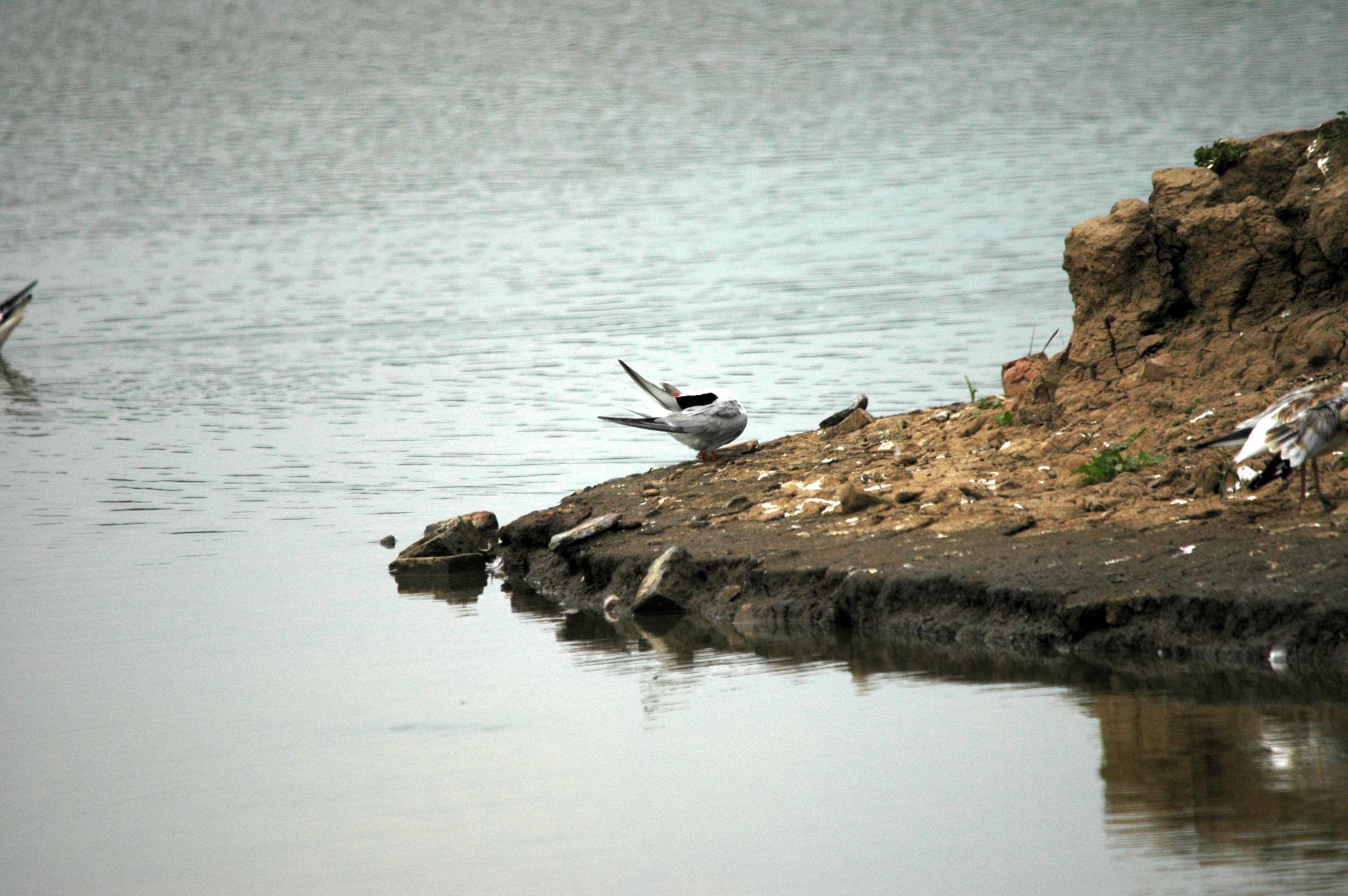 photos/wildlife/Bird_Species/068-Terns/1710-Common_Tern/DSC_6388.JPG