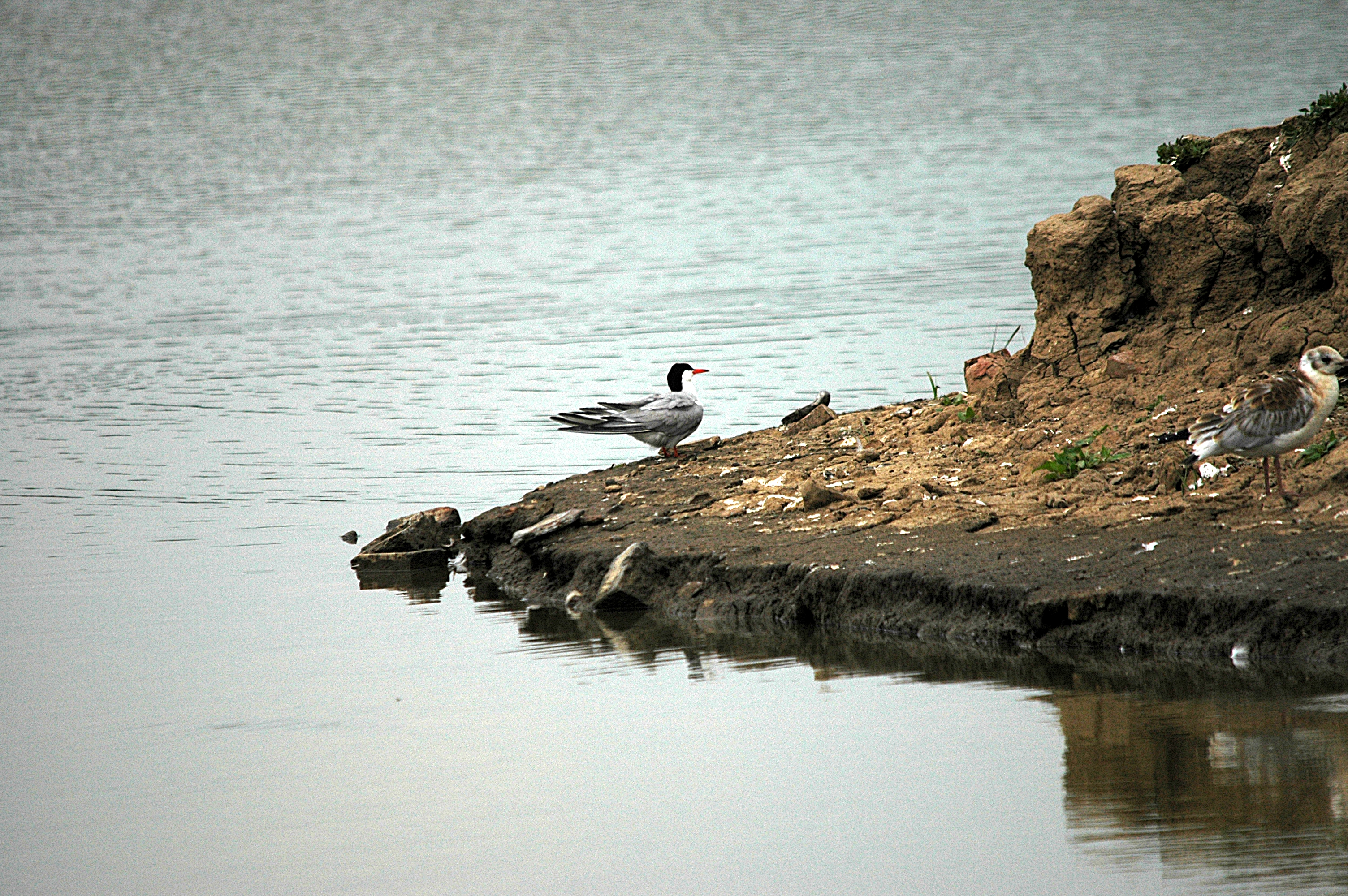 photos/wildlife/Bird_Species/068-Terns/1710-Common_Tern/DSC_6389.JPG