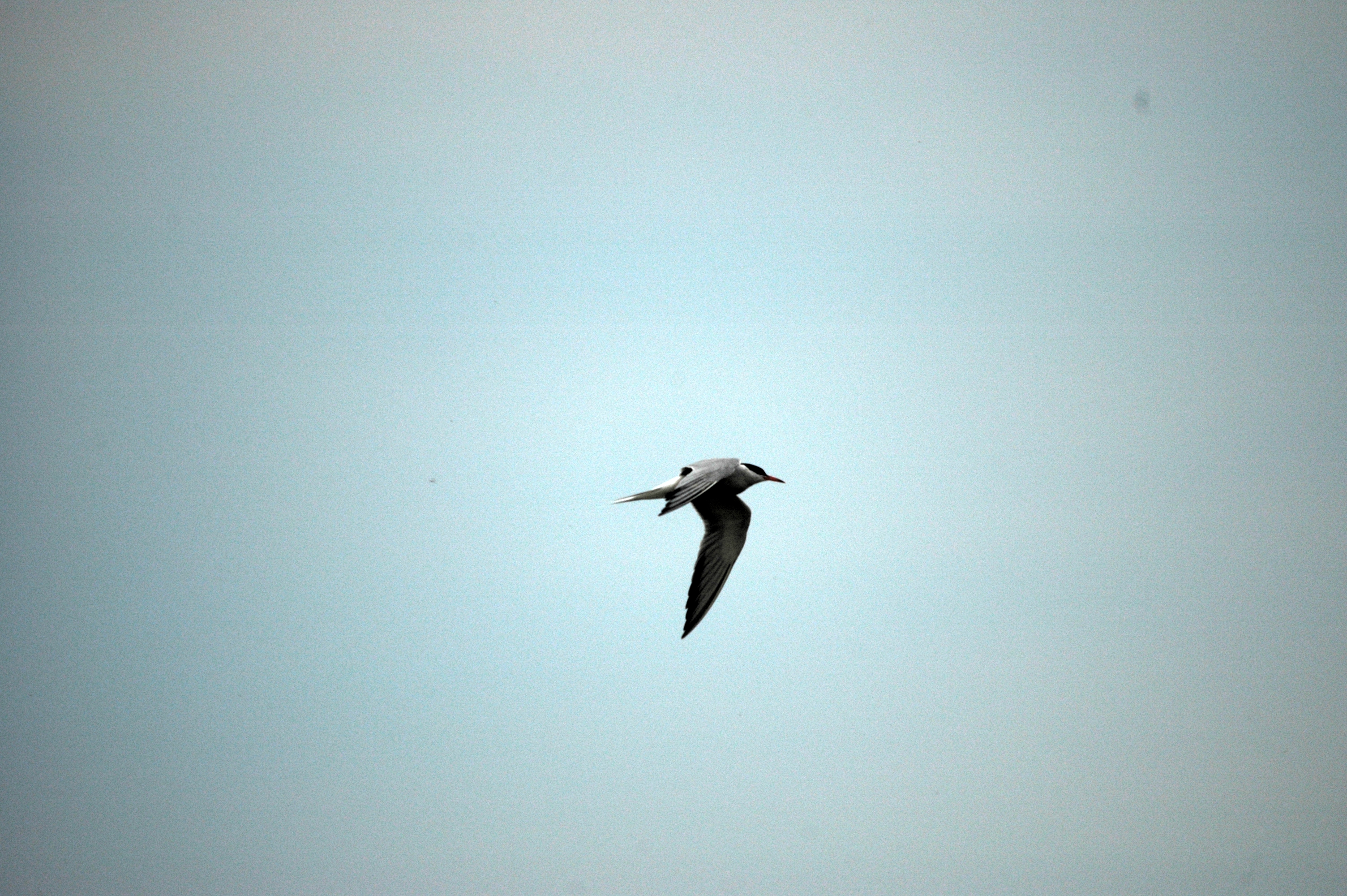 photos/wildlife/Bird_Species/068-Terns/1710-Common_Tern/DSC_6393.JPG