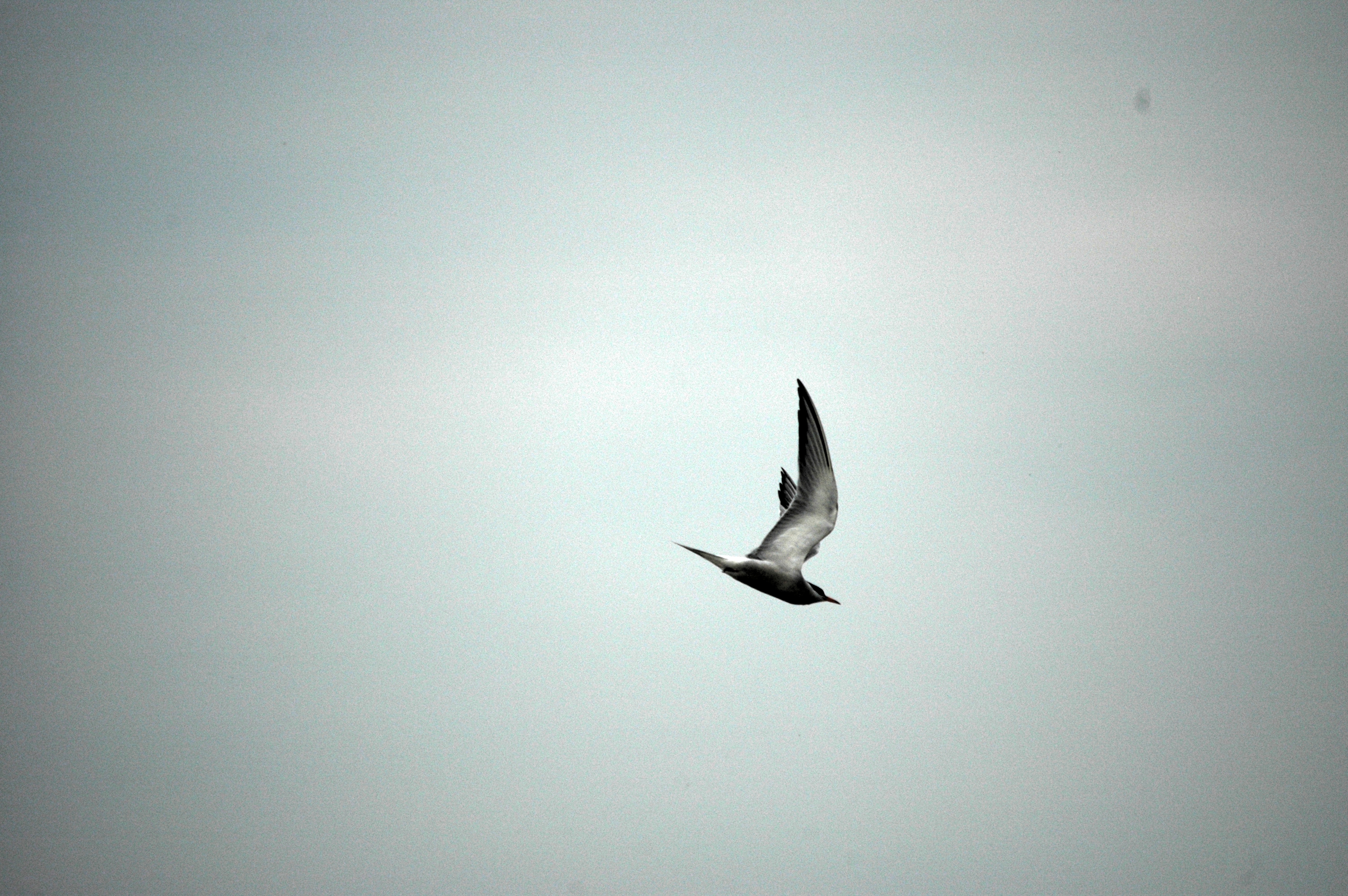 photos/wildlife/Bird_Species/068-Terns/1710-Common_Tern/DSC_6394.JPG