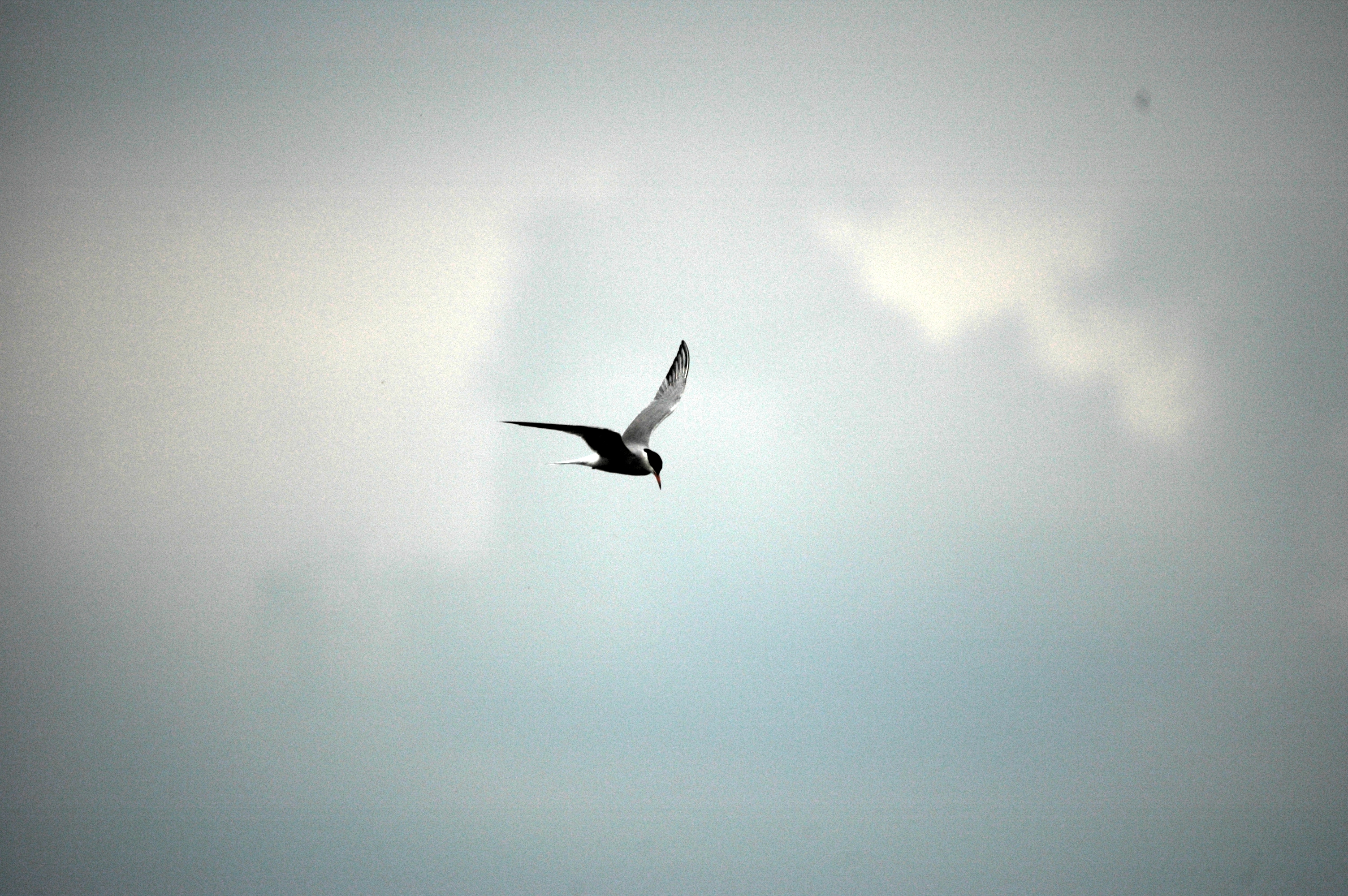 photos/wildlife/Bird_Species/068-Terns/1710-Common_Tern/DSC_6396.JPG