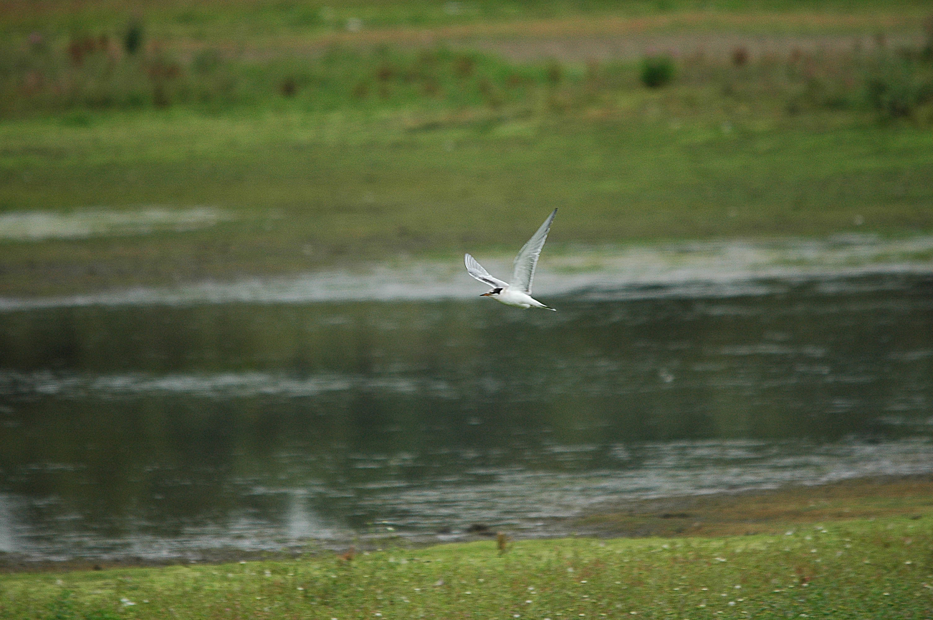 photos/wildlife/Bird_Species/068-Terns/1710-Common_Tern/dsc_2795.jpg