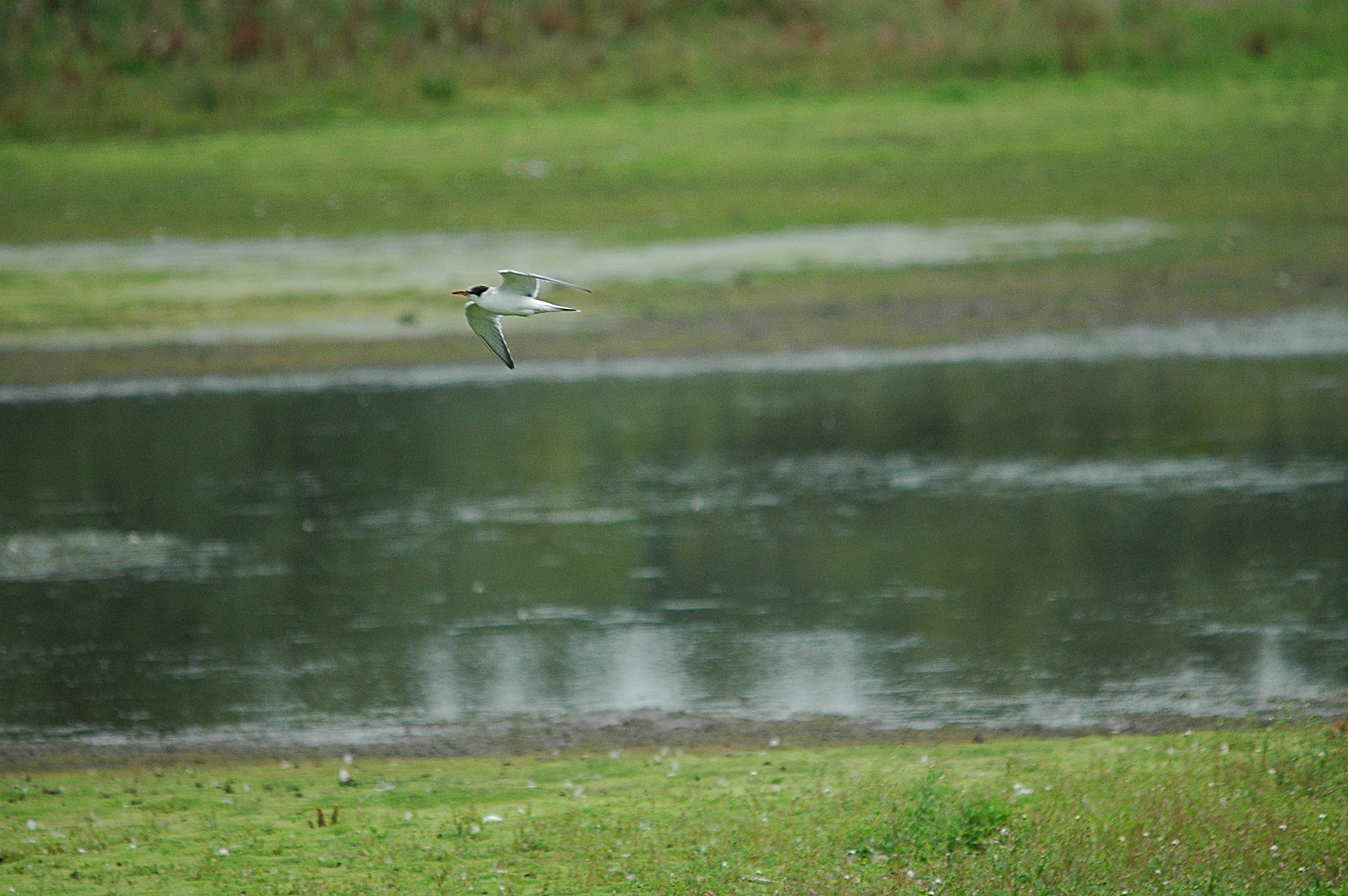 photos/wildlife/Bird_Species/068-Terns/1710-Common_Tern/dsc_2796.jpg