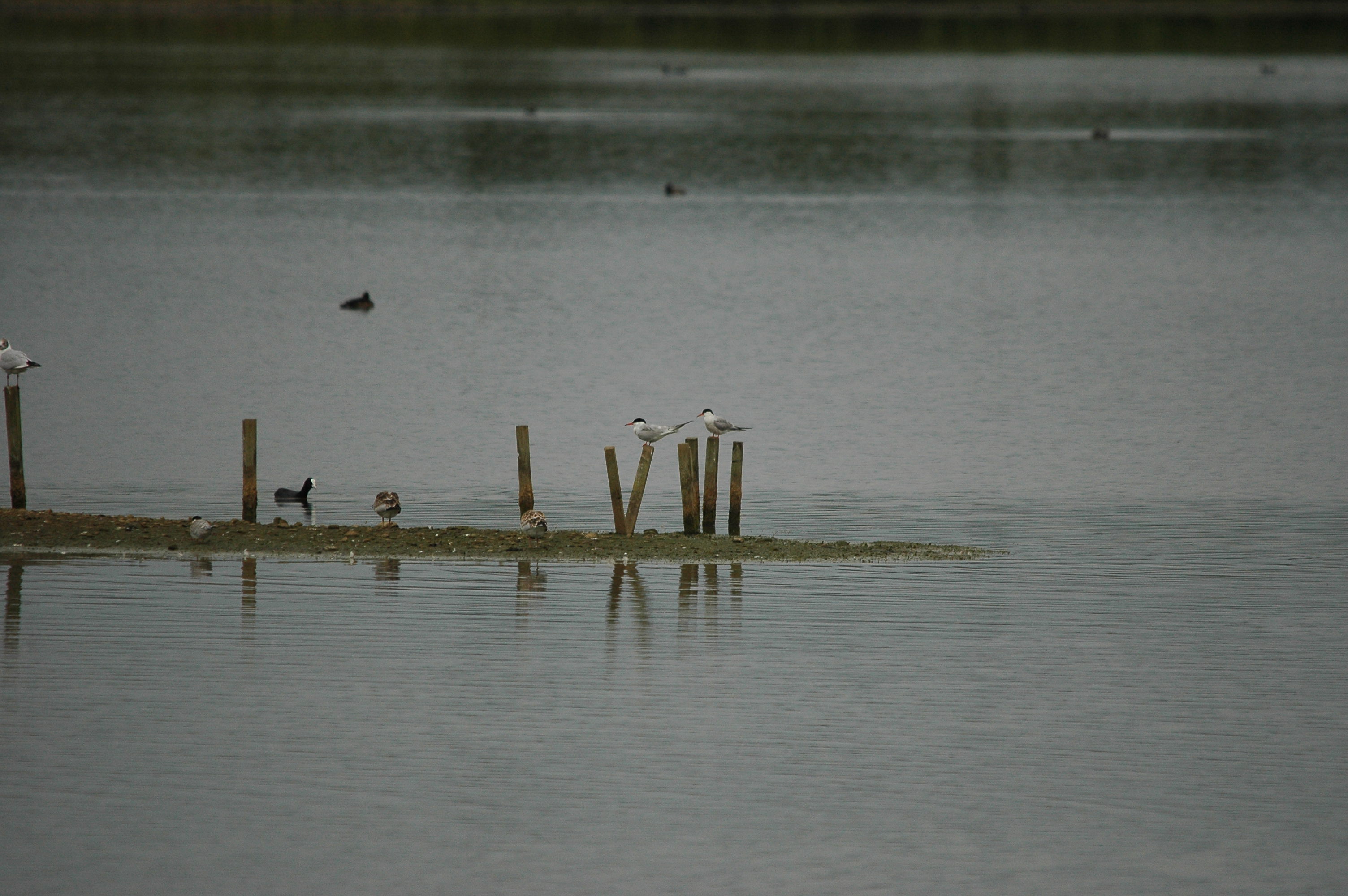 photos/wildlife/Bird_Species/068-Terns/1710-Common_Tern/dsc_2798.jpg