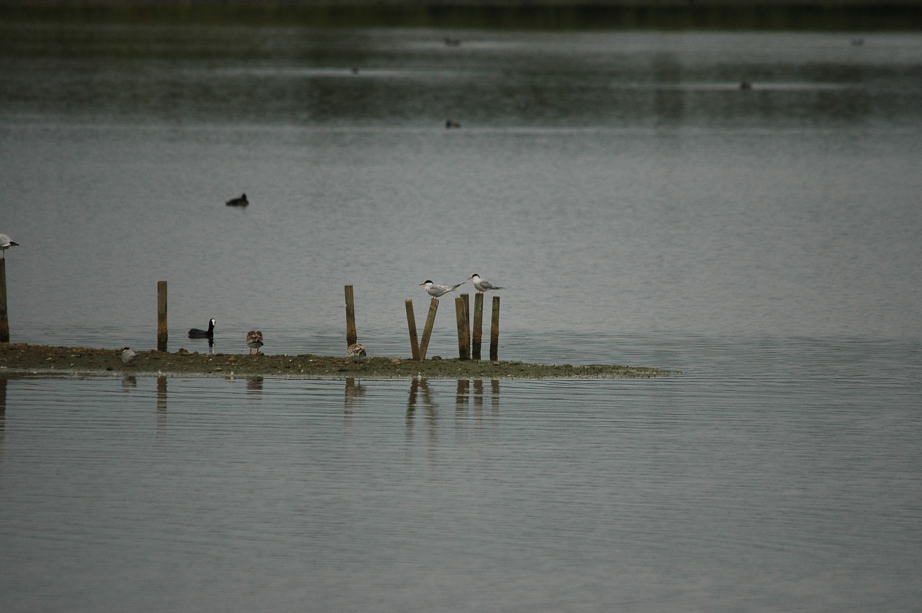 photos/wildlife/Bird_Species/068-Terns/1710-Common_Tern/dsc_2799.jpg