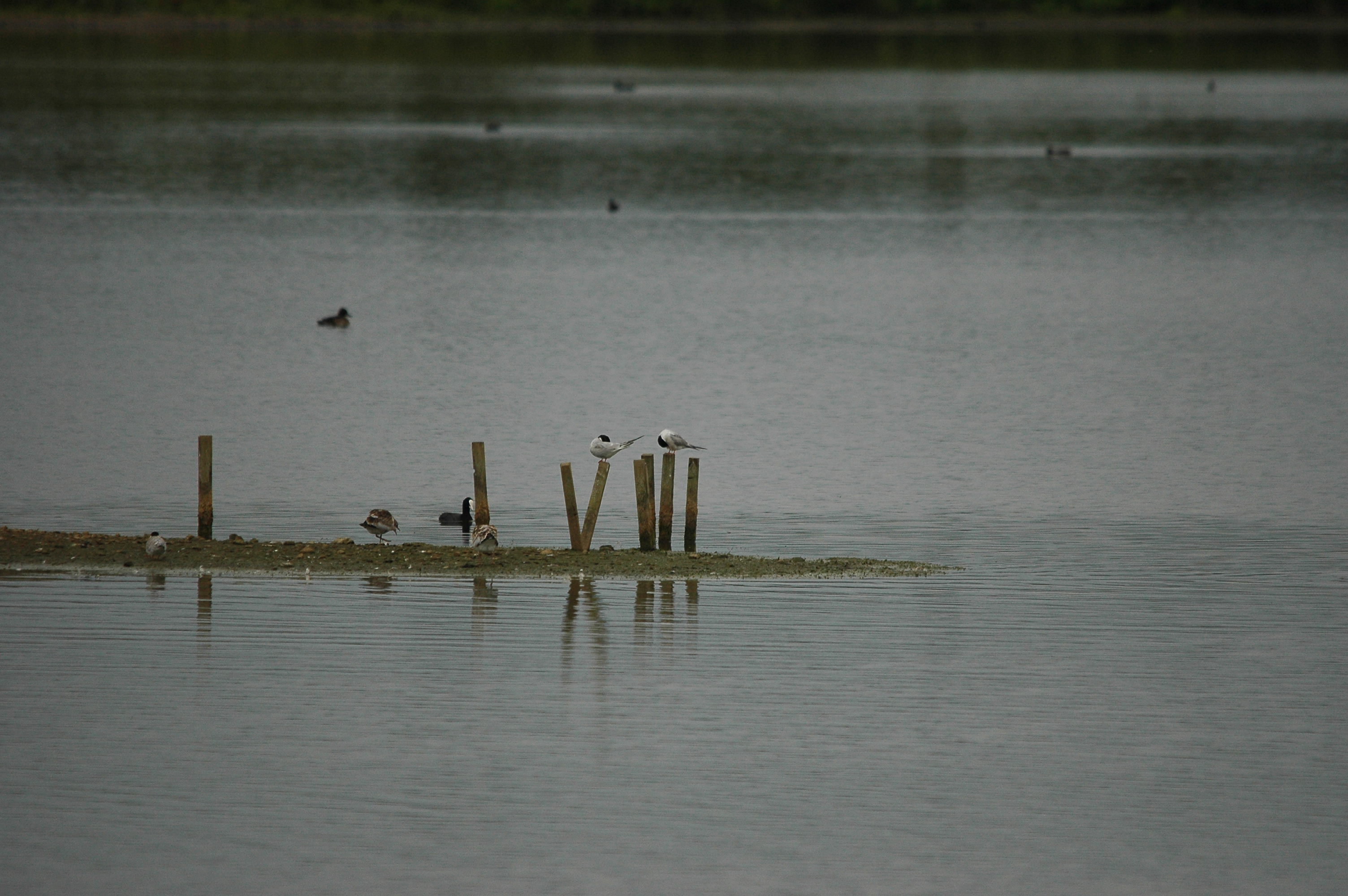 photos/wildlife/Bird_Species/068-Terns/1710-Common_Tern/dsc_2800.jpg