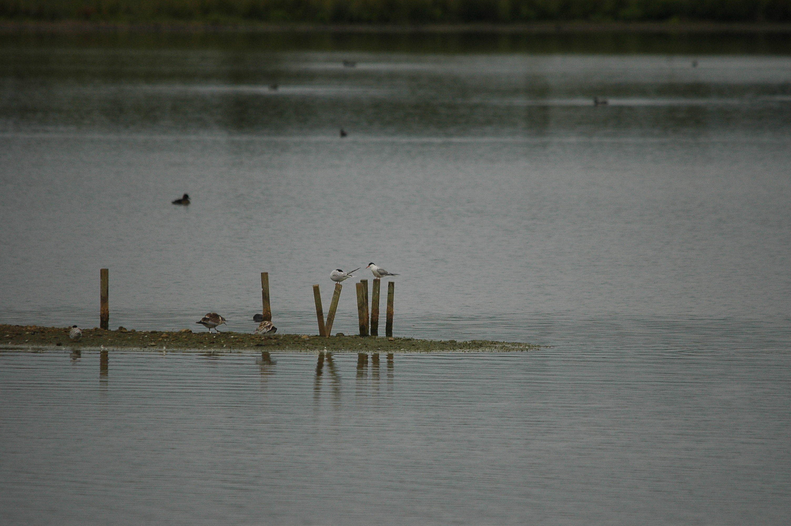 photos/wildlife/Bird_Species/068-Terns/1710-Common_Tern/dsc_2801.jpg