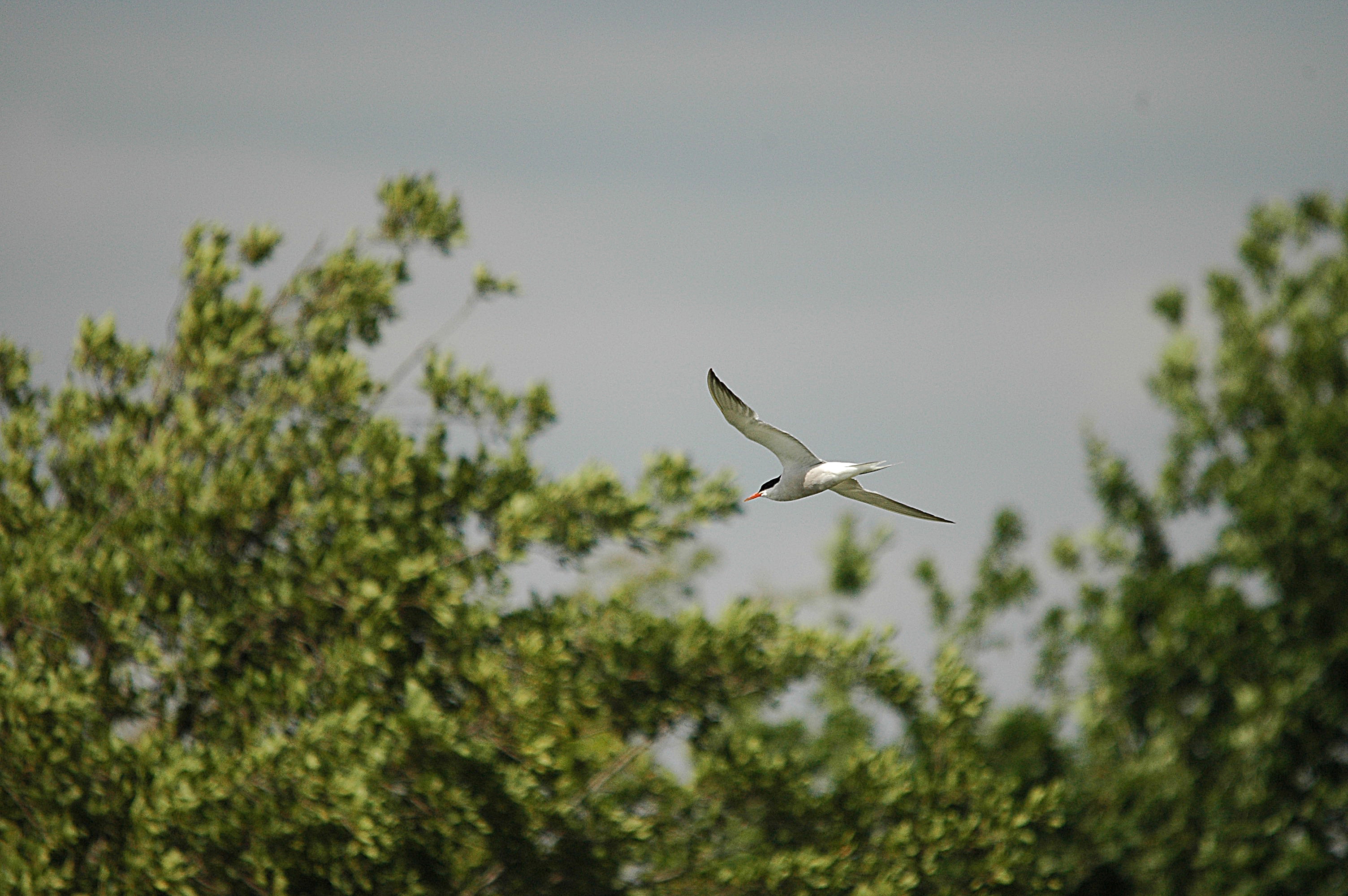 photos/wildlife/Bird_Species/068-Terns/1710-Common_Tern/dsc_2998.jpg