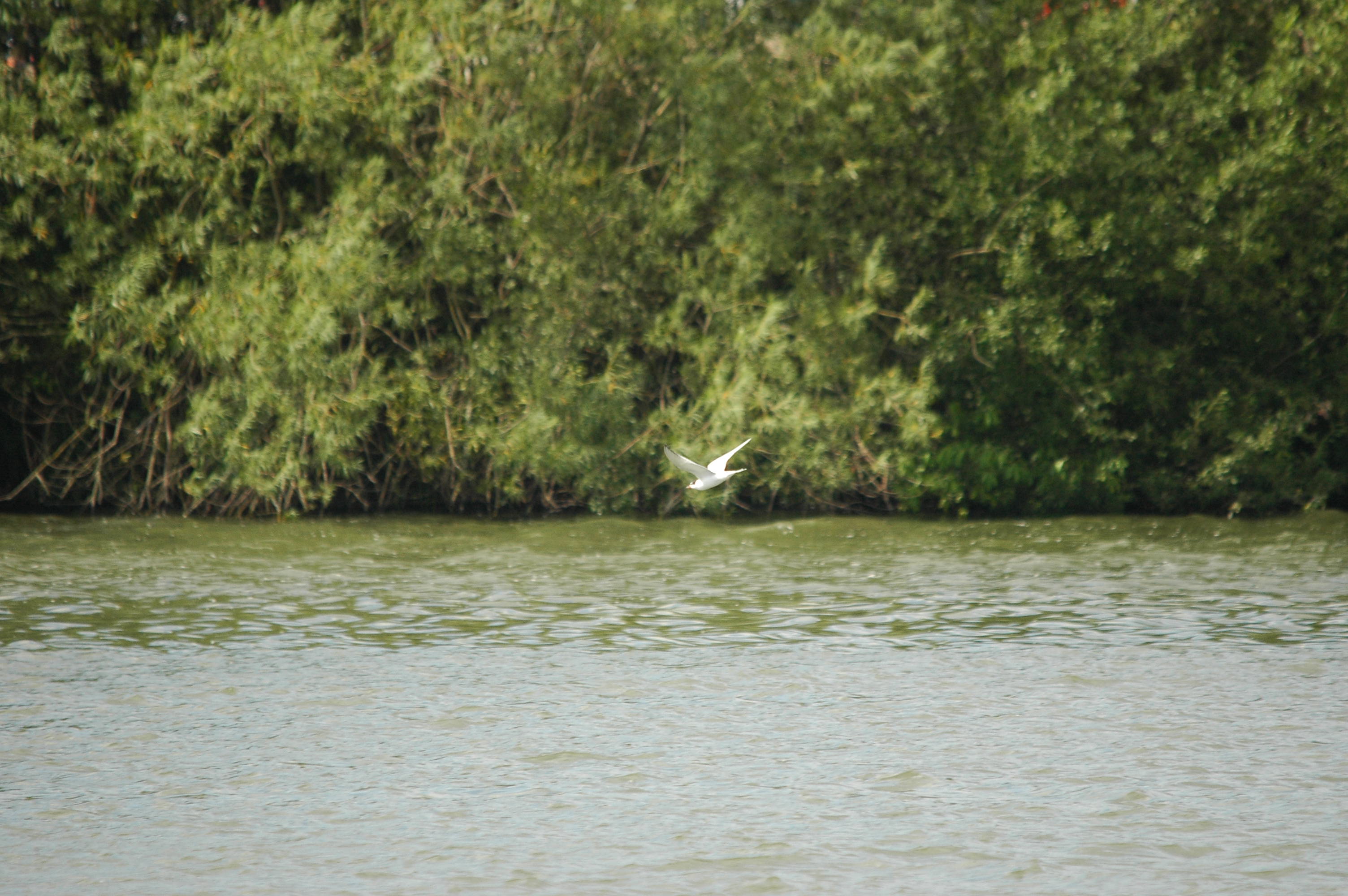 photos/wildlife/Bird_Species/068-Terns/1710-Common_Tern/dsc_2999.jpg