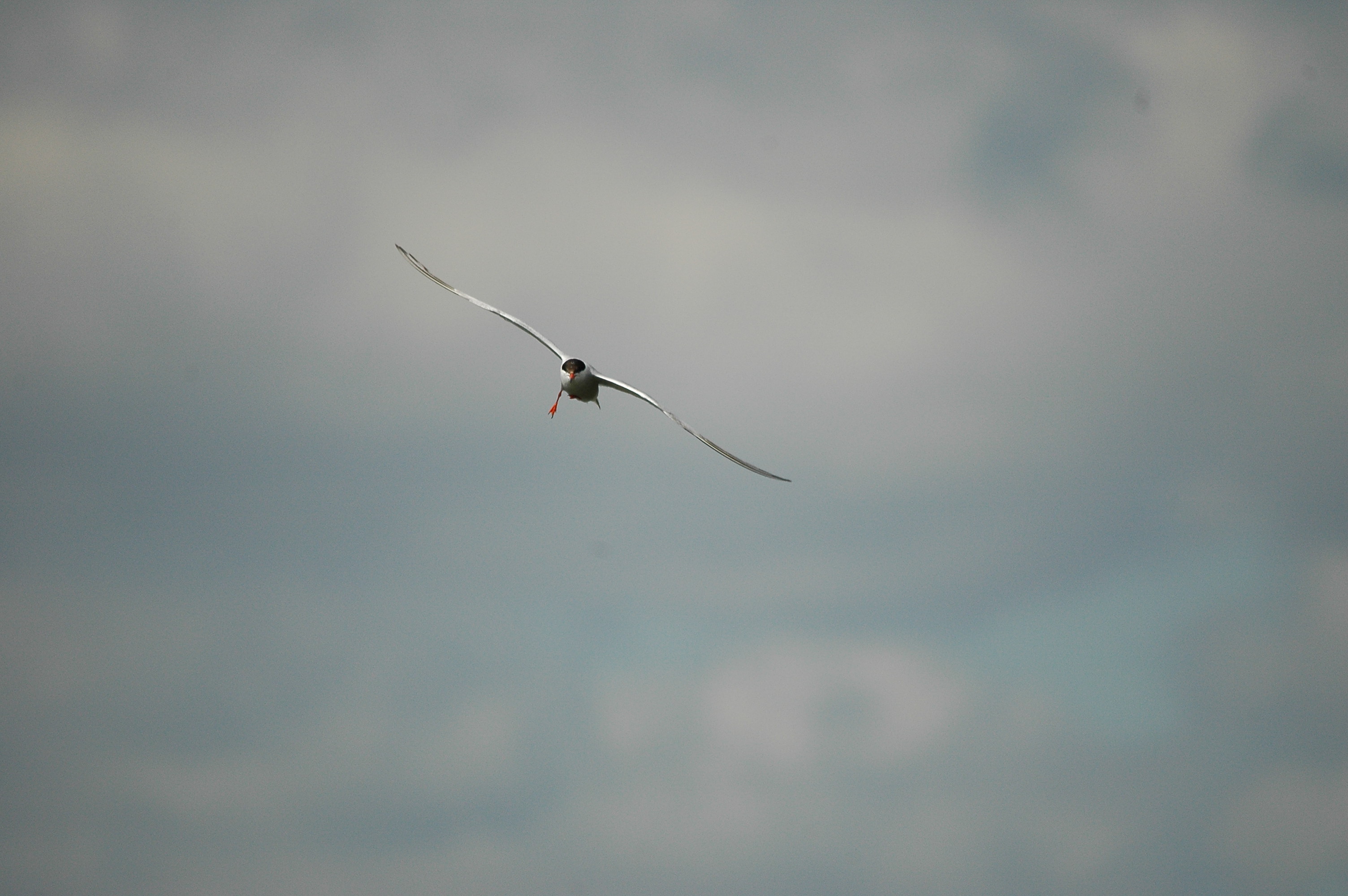 photos/wildlife/Bird_Species/068-Terns/1710-Common_Tern/dsc_3014.jpg