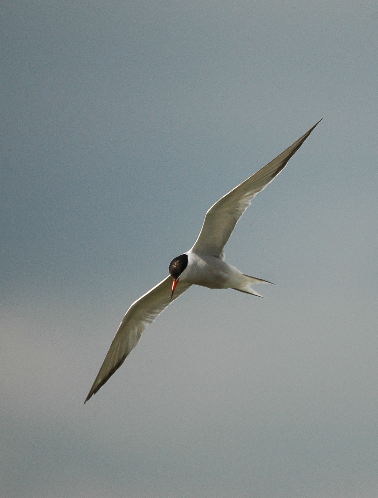 photos/wildlife/Bird_Species/068-Terns/1710-Common_Tern/dsc_3016_sm.jpeg