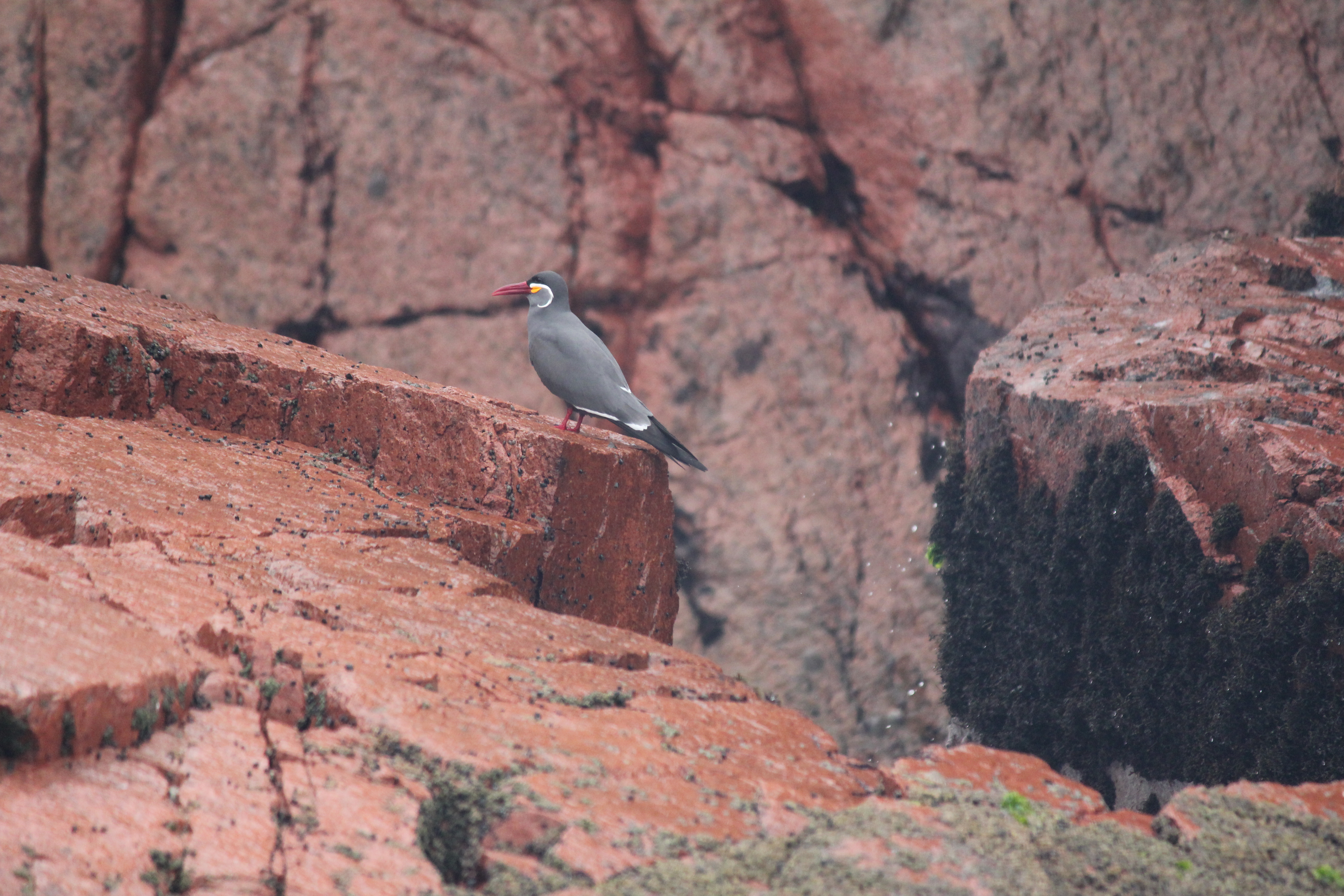 photos/wildlife/Bird_Species/068-Terns/1733-Inca_Tern/4768291144_a78f342983_o.jpg