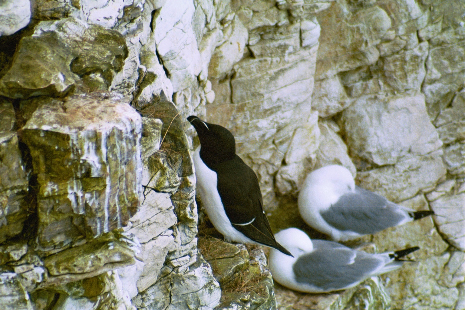 photos/wildlife/Bird_Species/070-Auks/1745-Razorbill/20020504-Bempton-01.jpg